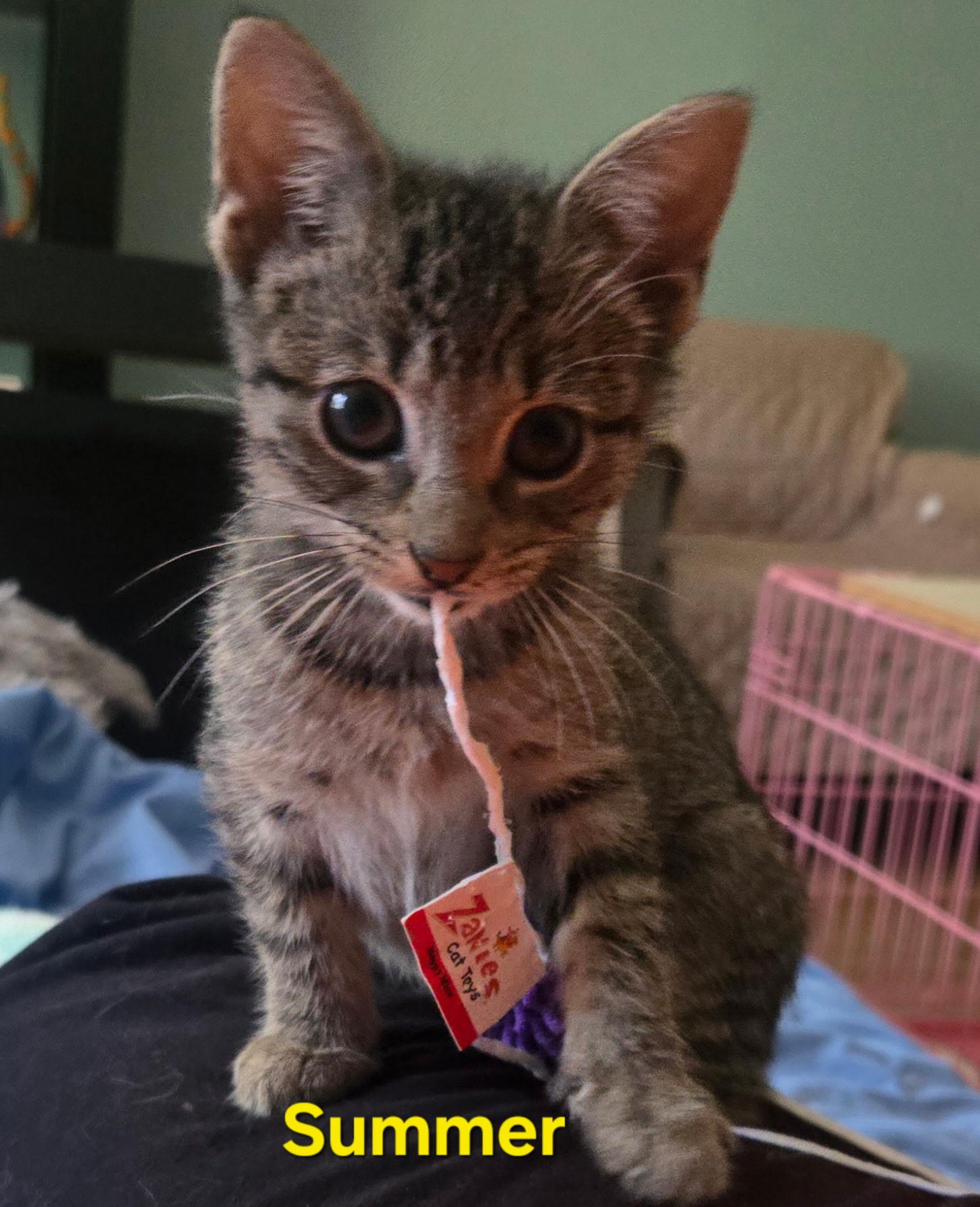 Enlarge Summer, a Adoptable Domestic Short Hair in Hazlet, NJ image 1/2