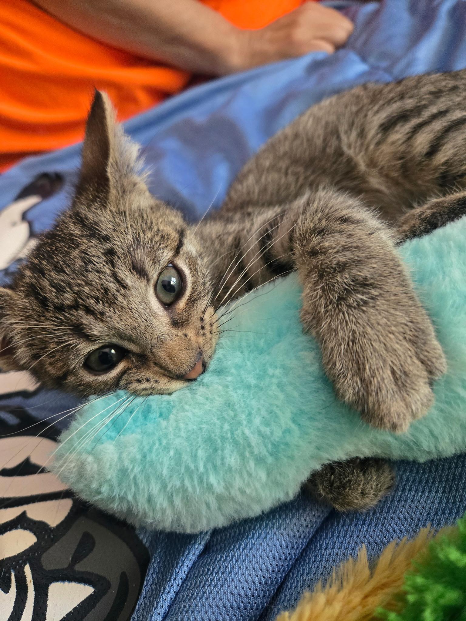 Enlarge Summer, a Adoptable Domestic Short Hair in Hazlet, NJ image 2/2