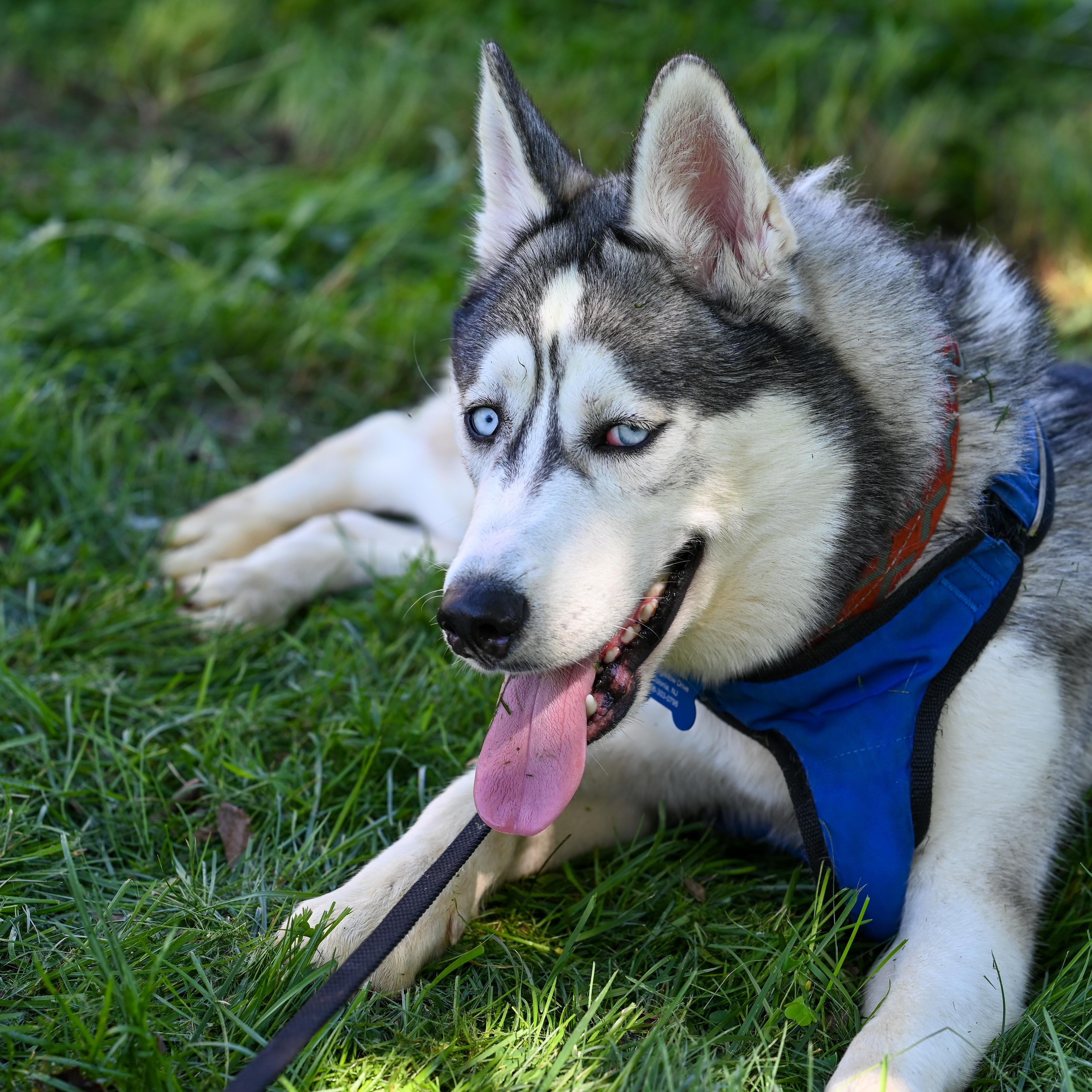 Enlarge Kody, a Adoptable Husky in Rocky Point, NY image 4/4