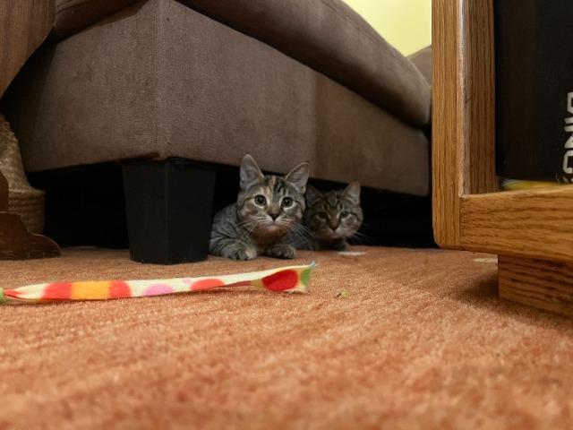 Enlarge Crowley (and Petie), a Adoptable mixed breed in Shoreline, WA image 1/5