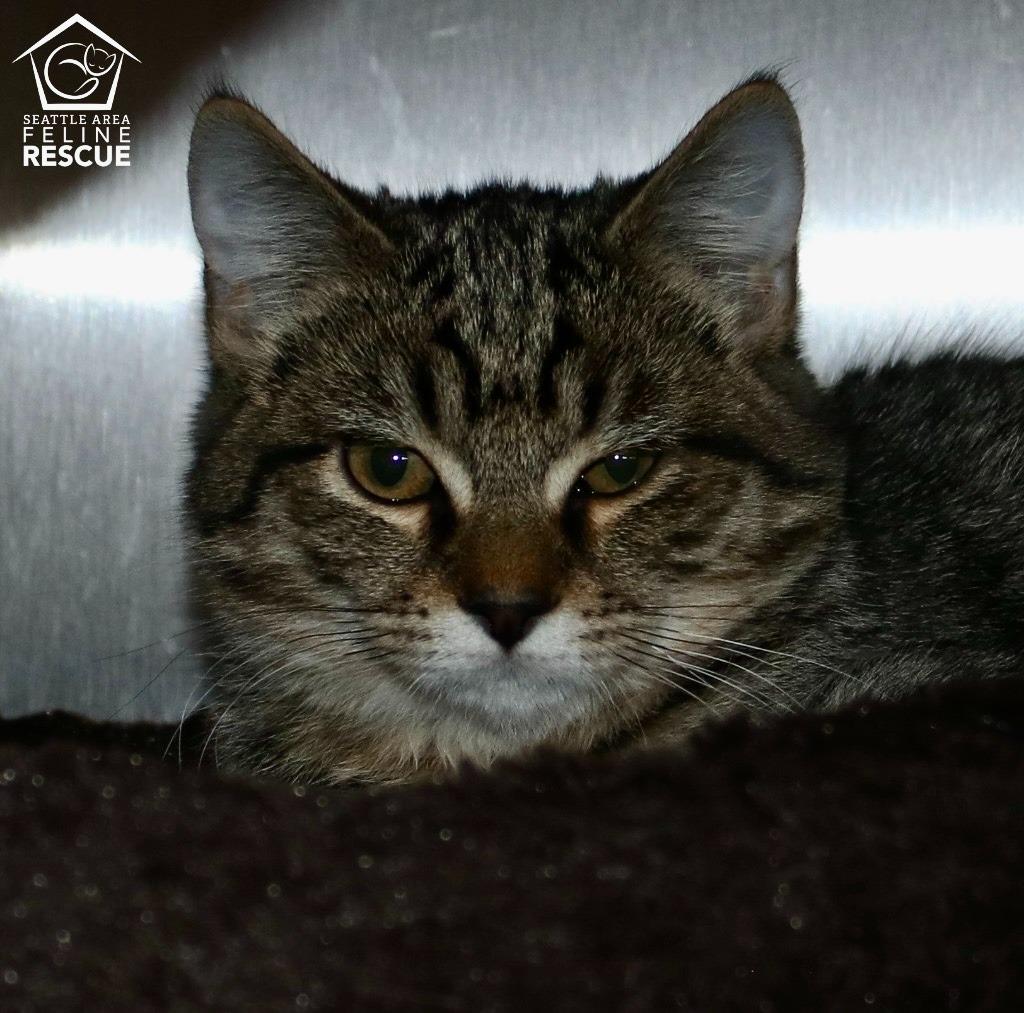 Enlarge Crowley (and Petie), a Adoptable mixed breed in Shoreline, WA image 2/5