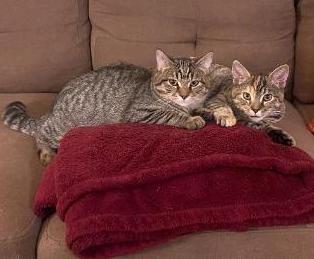 Enlarge Crowley (and Petie), a Adoptable mixed breed in Shoreline, WA image 3/5