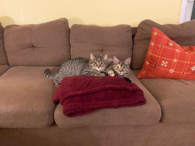 Enlarge Crowley (and Petie), a Adoptable mixed breed in Shoreline, WA image 4/5