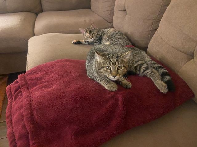 Enlarge Crowley (and Petie), a Adoptable mixed breed in Shoreline, WA image 5/5