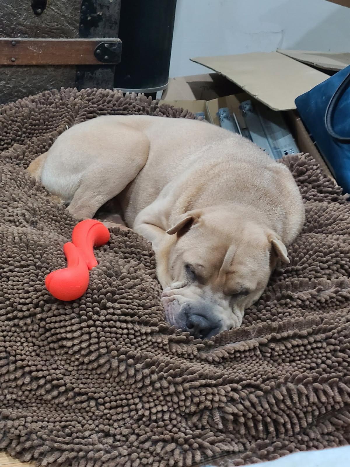 Enlarge MAXWELL, a Adopted Shar-Pei in Olney, MD image 1/3
