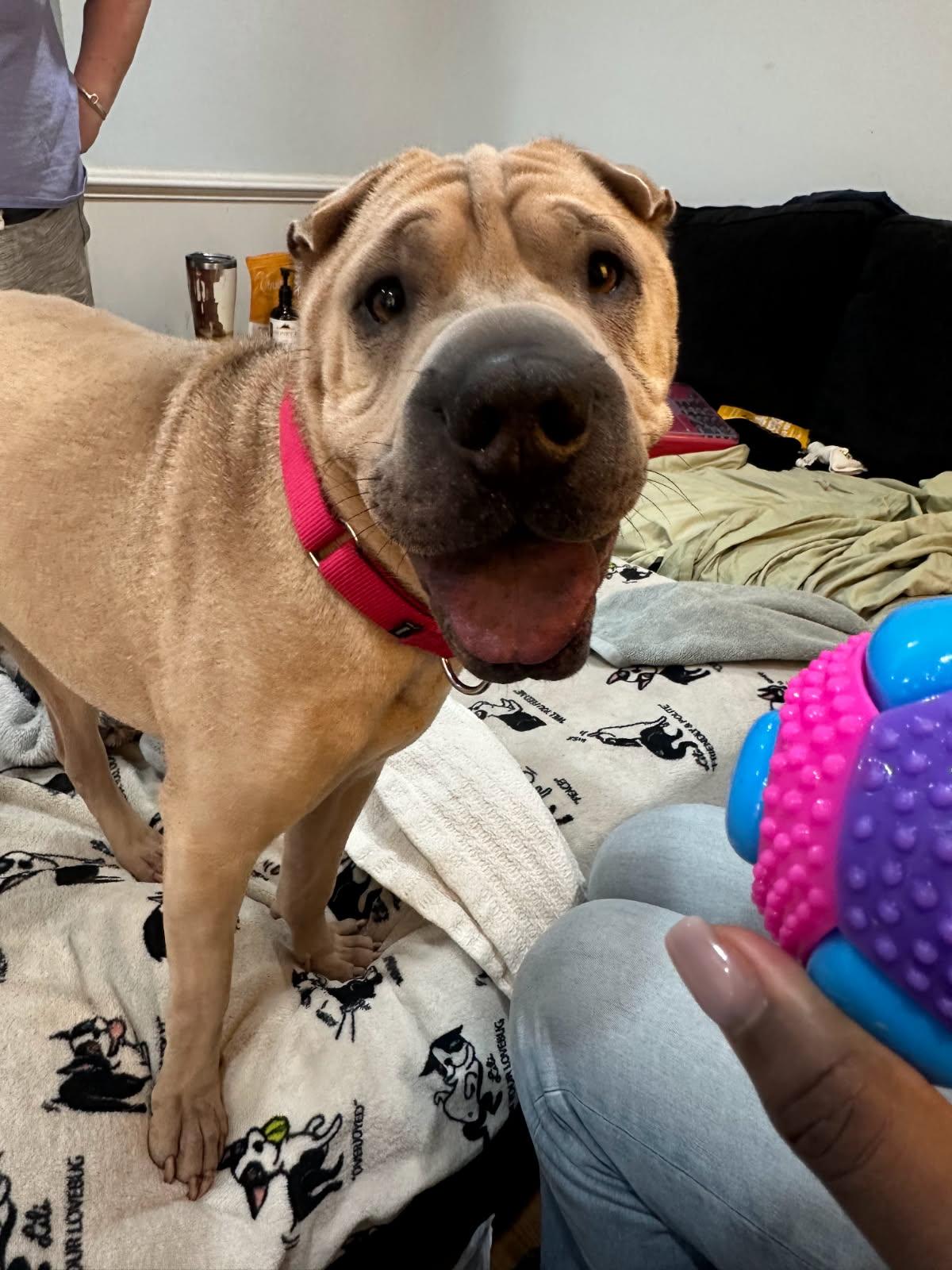 Enlarge MAXWELL, a Adopted Shar-Pei in Olney, MD image 2/3