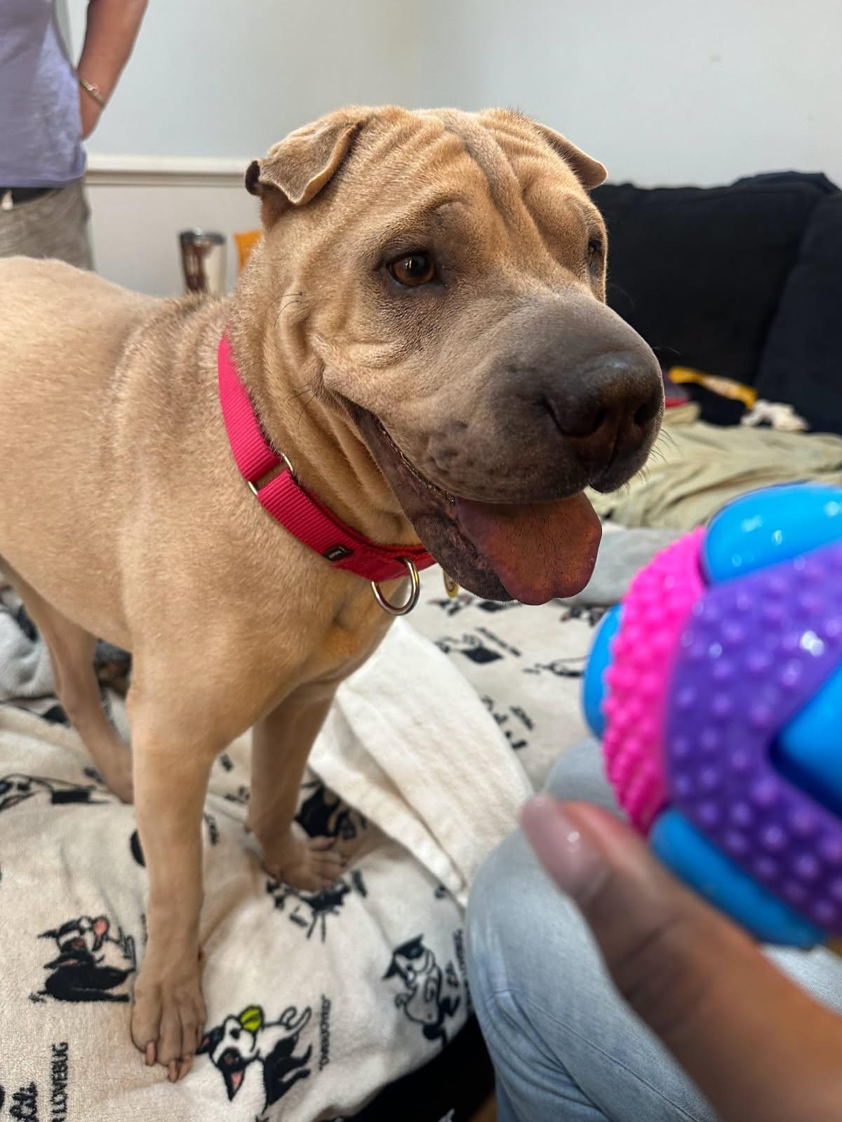 Enlarge MAXWELL, a Adopted Shar-Pei in Olney, MD image 3/3