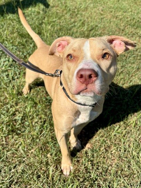VERA, Adoptable, Young Female Labrador Retriever & Mixed Breed.