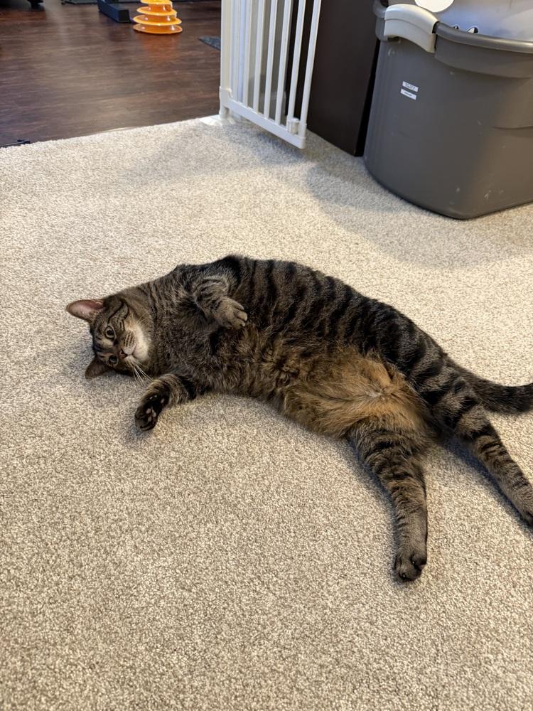 Monkey (26-041 C), Adoptable, Adult Male Domestic Short Hair.