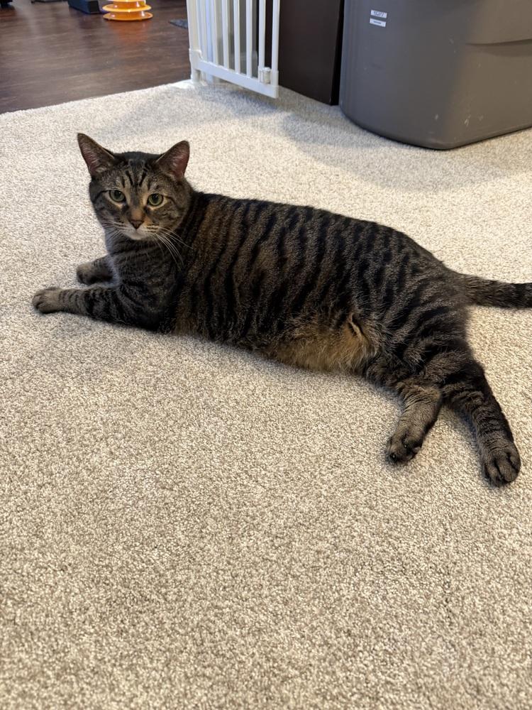 Enlarge Monkey (26-041 C), a Adoptable Domestic Short Hair in Lansing, MI image 2/3