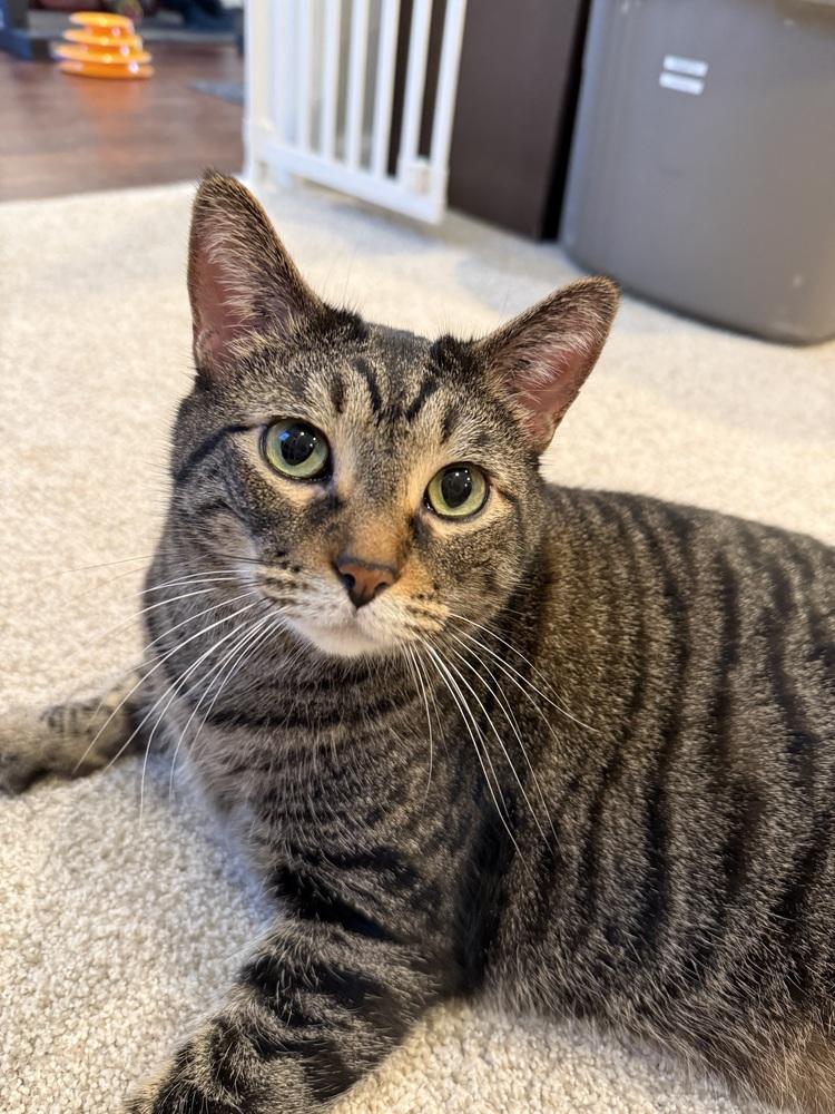 Enlarge Monkey (26-041 C), a Adoptable Domestic Short Hair in Lansing, MI image 3/3