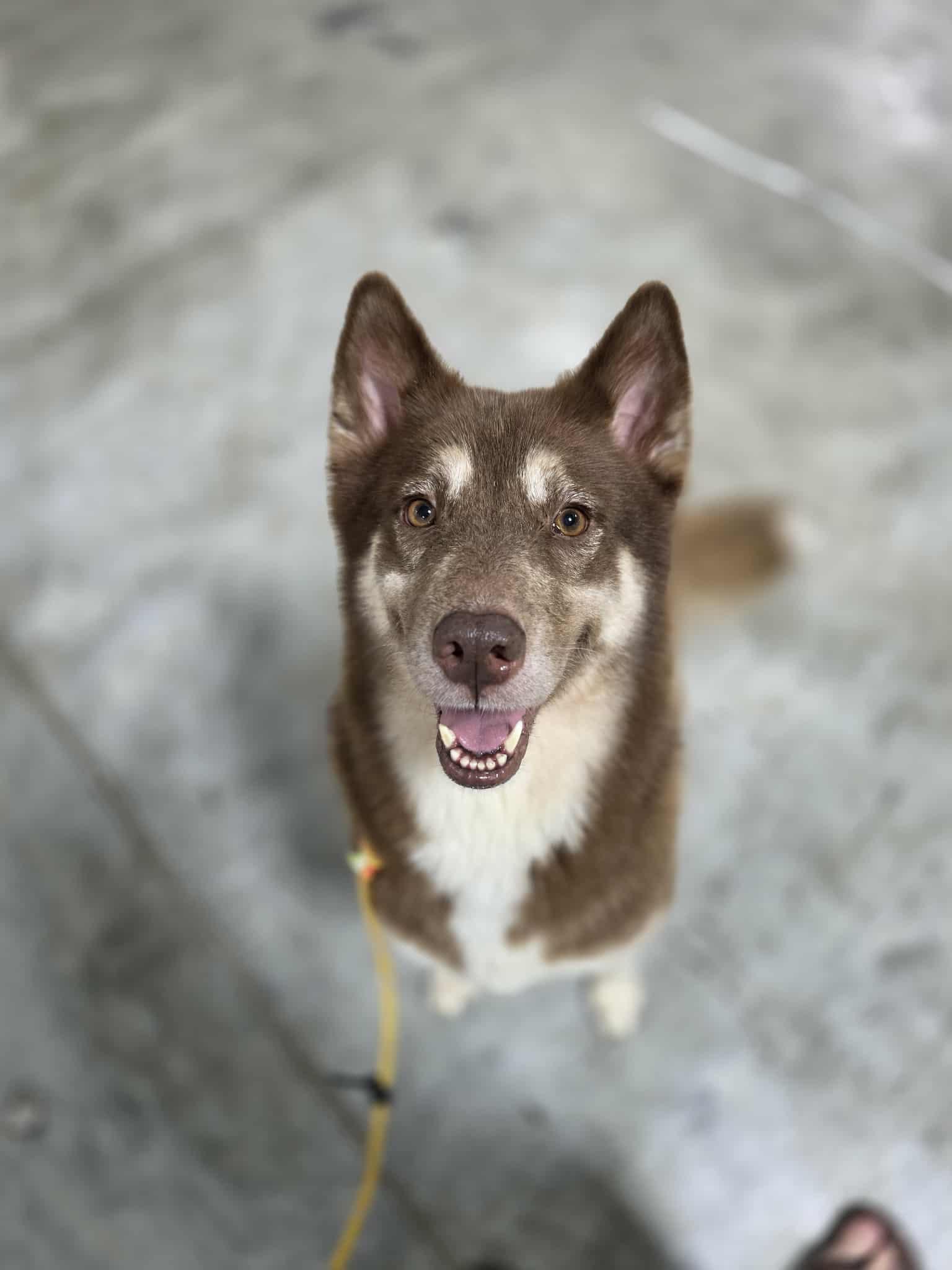 Enlarge Luna, a Adoptable Siberian Husky in Jacksonville, NC image 1/2