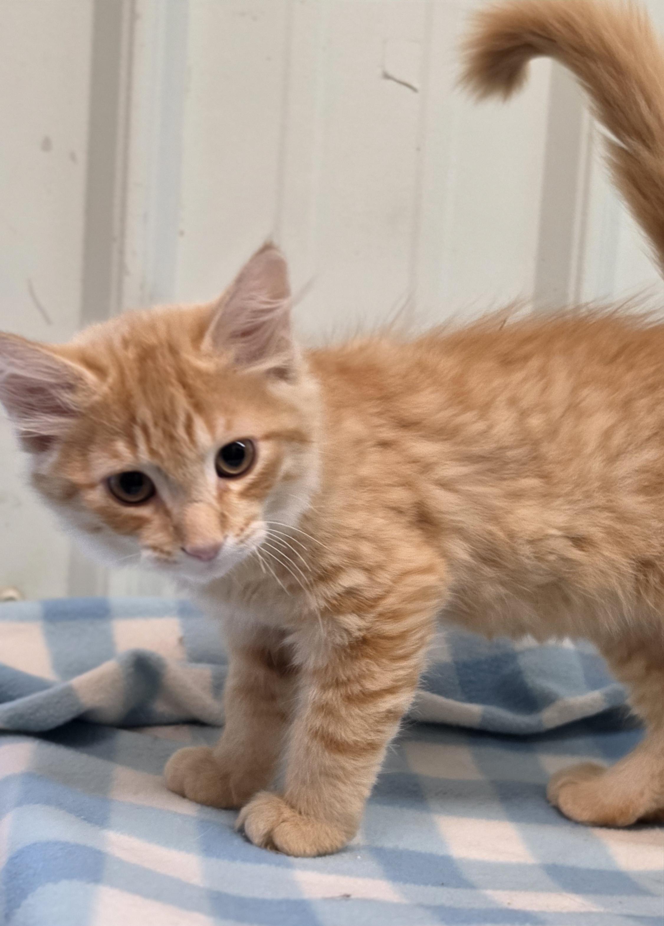 Oscar, adopted, Kitten Male Domestic Medium Hair.