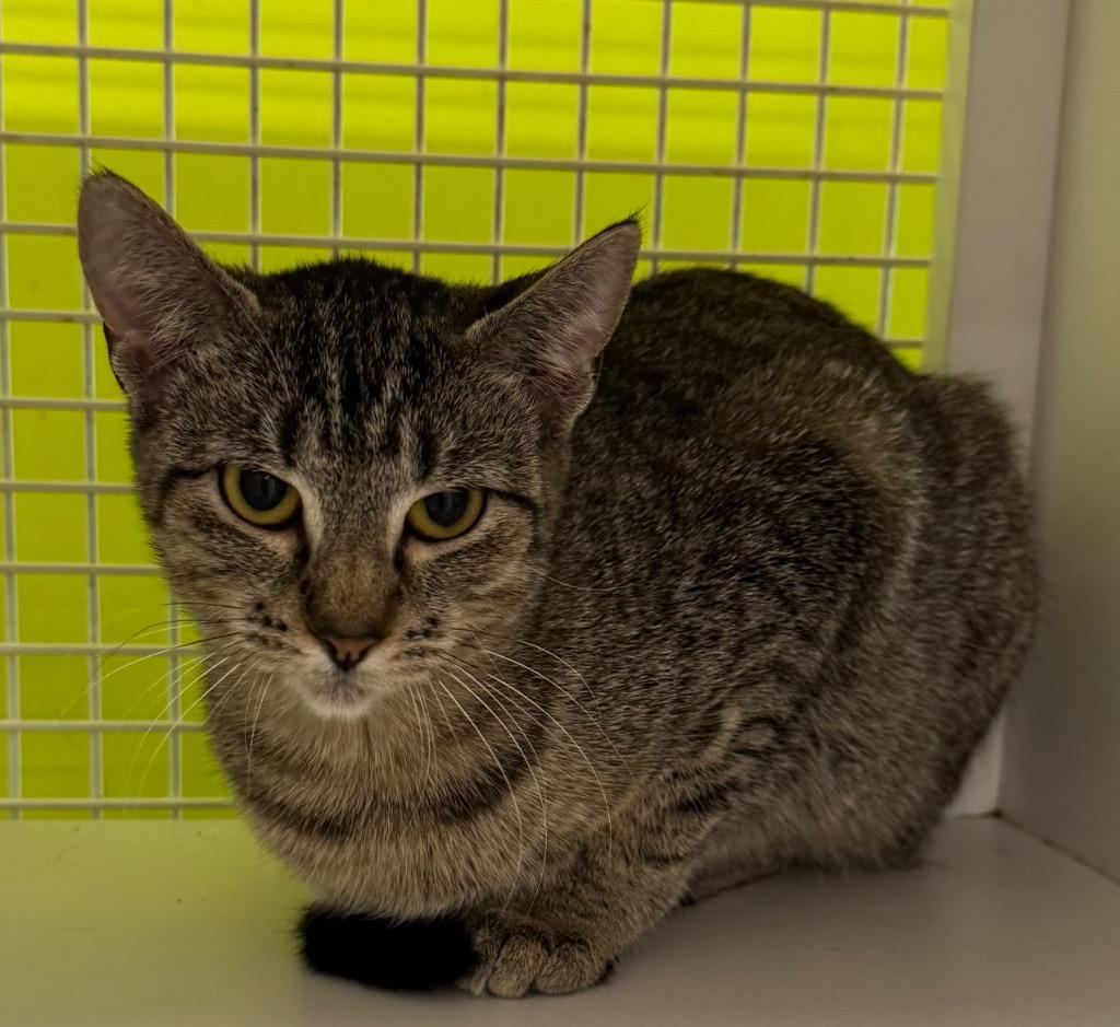 Ivy, Adoptable, Young Female Domestic Short Hair.