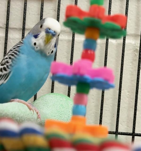 BLUE, Adoptable, Young Male Budgie / Budgerigar.