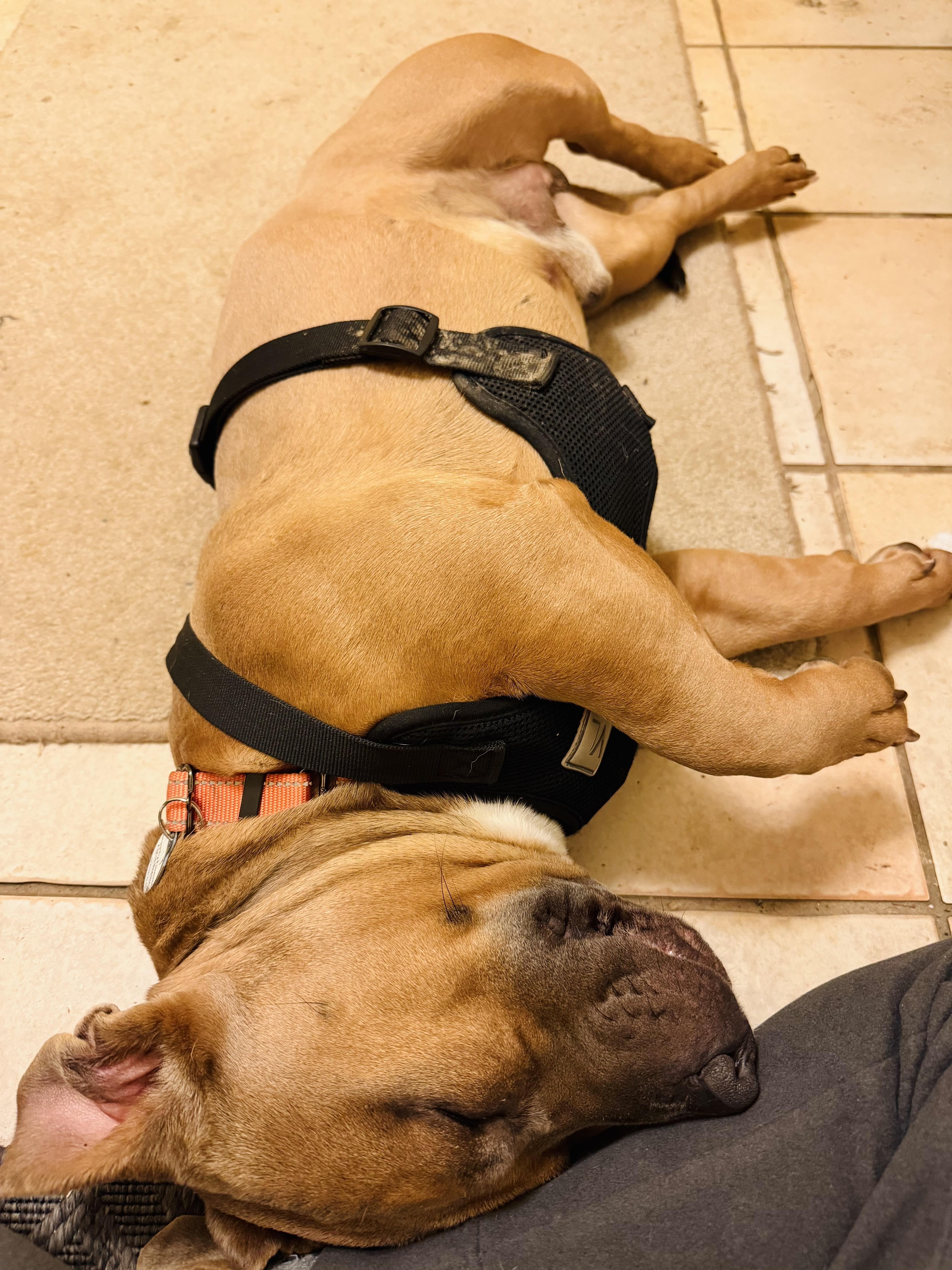 Enlarge Short Stack, a ADOPTABLE mixed breed in Bethel, CT image 6/6