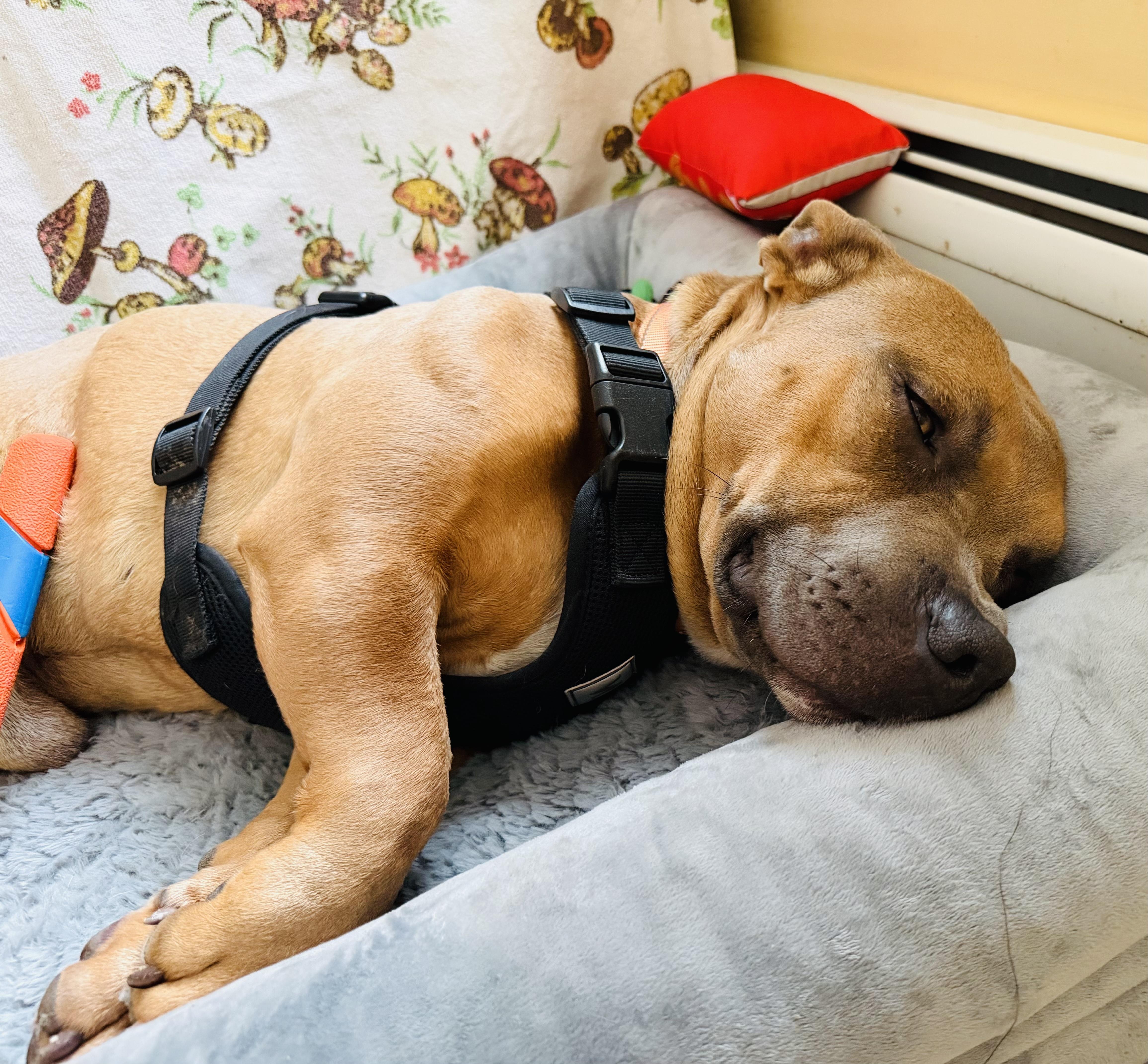 Enlarge Short Stack, a ADOPTABLE mixed breed in Bethel, CT image 4/6