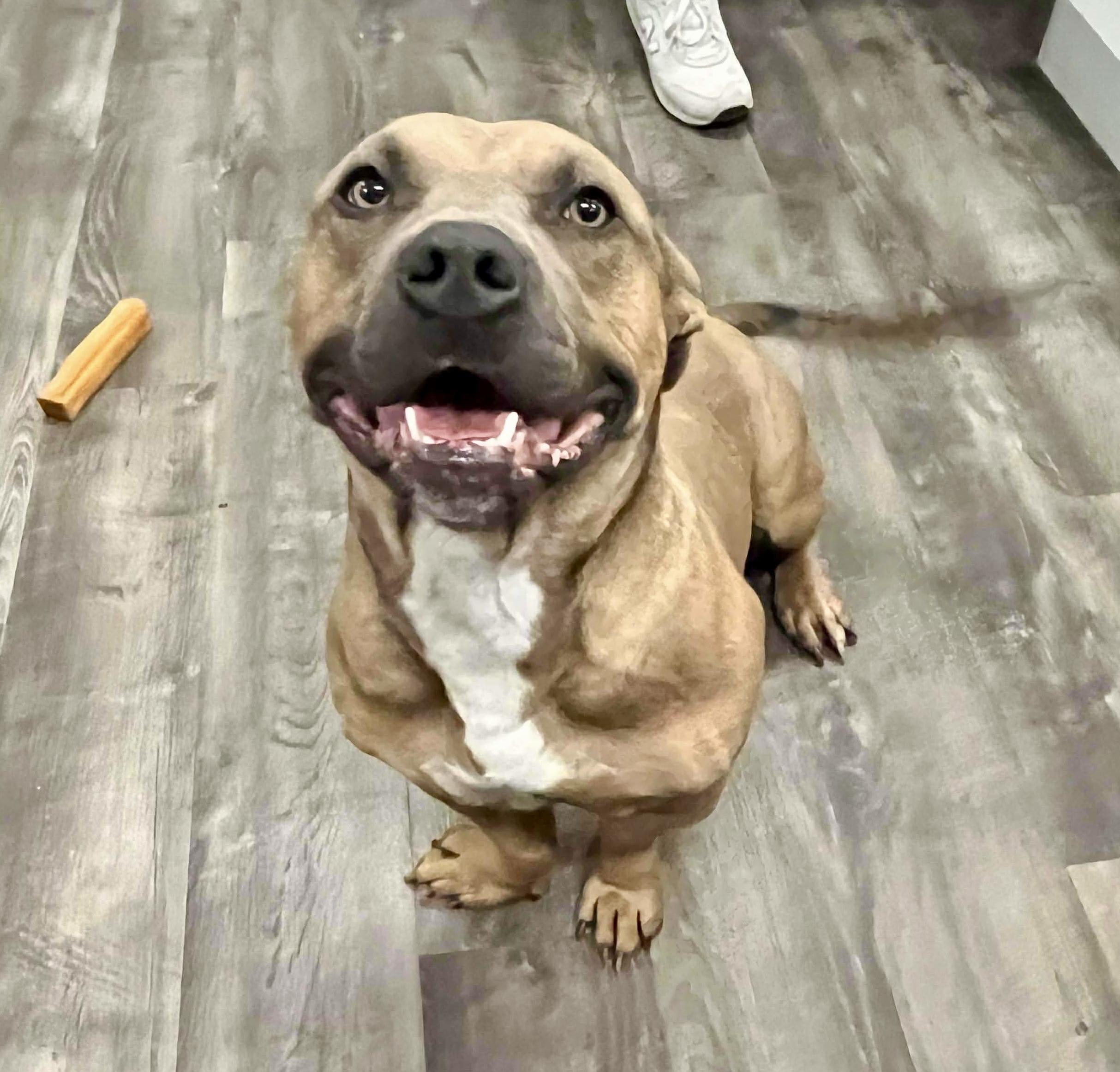 Enlarge Short Stack, a ADOPTABLE mixed breed in Bethel, CT image 2/6