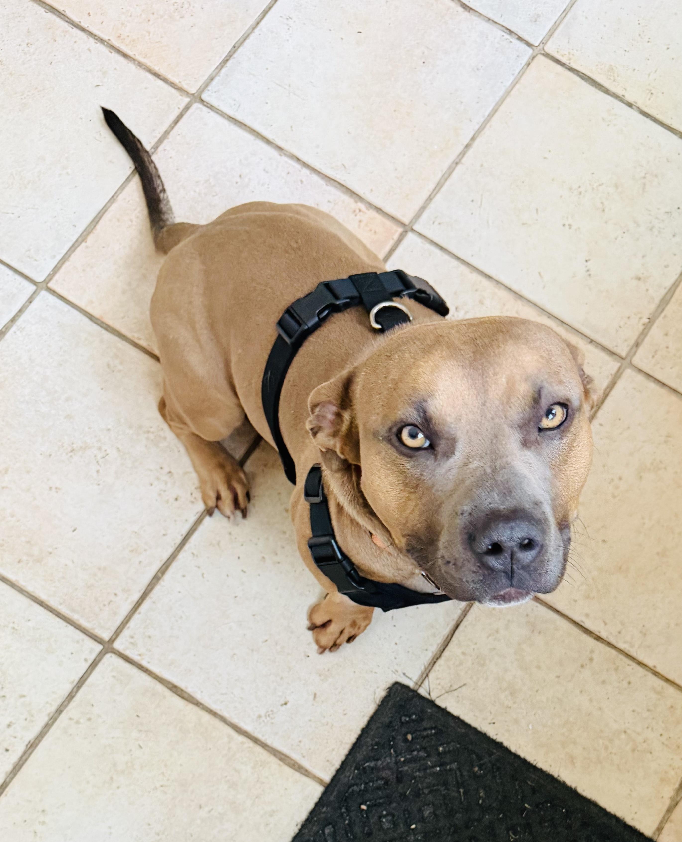 Enlarge Short Stack, a ADOPTABLE mixed breed in Bethel, CT image 5/6