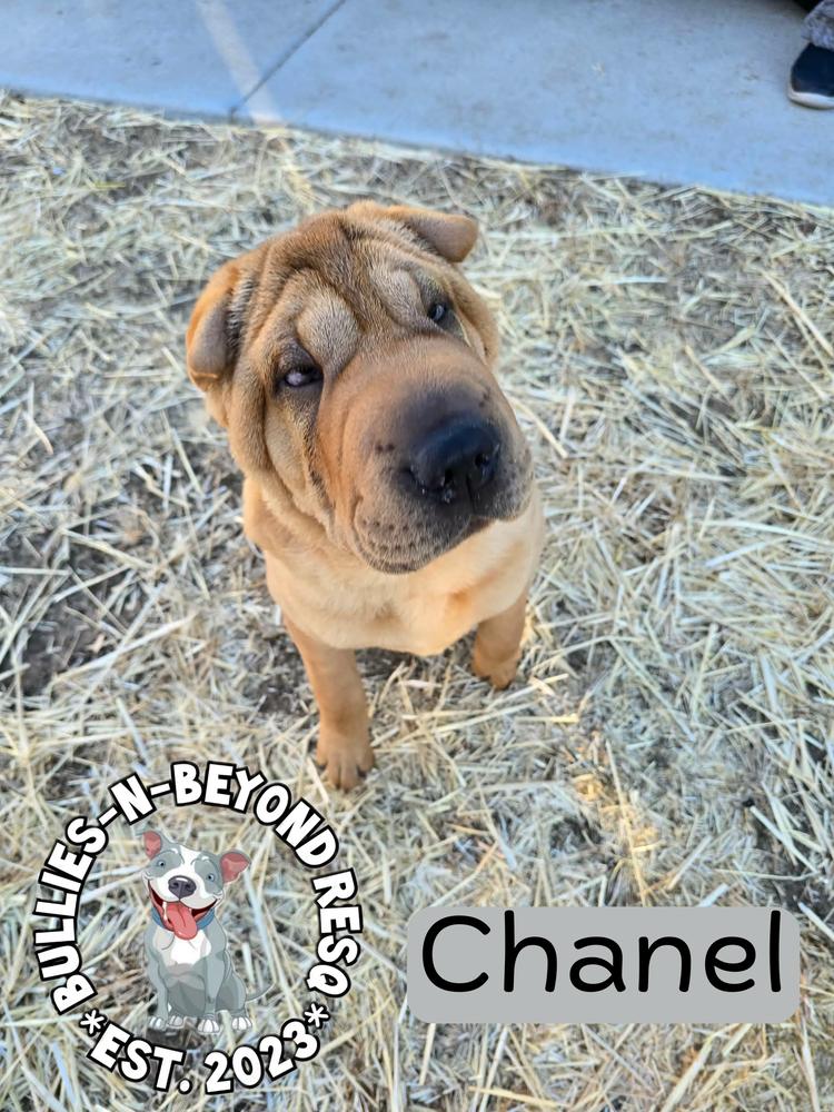 Chanel, Adoptable, Puppy Female Shar-Pei.