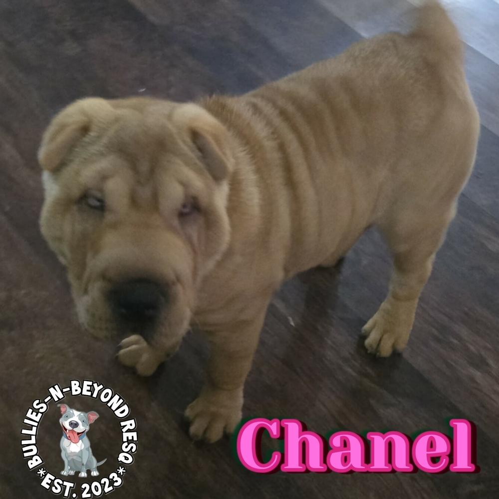 Chanel, Adoptable, Puppy Female Shar-Pei.
