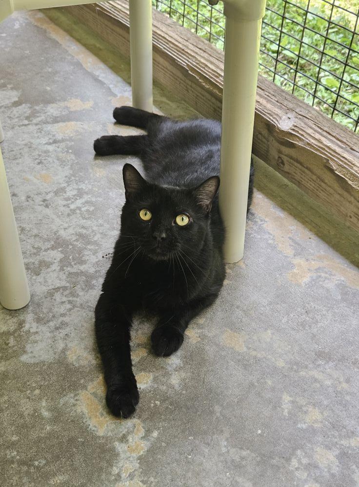 Fudgie, a Adoptable Domestic Short Hair in Westbrook, CT image 3/3