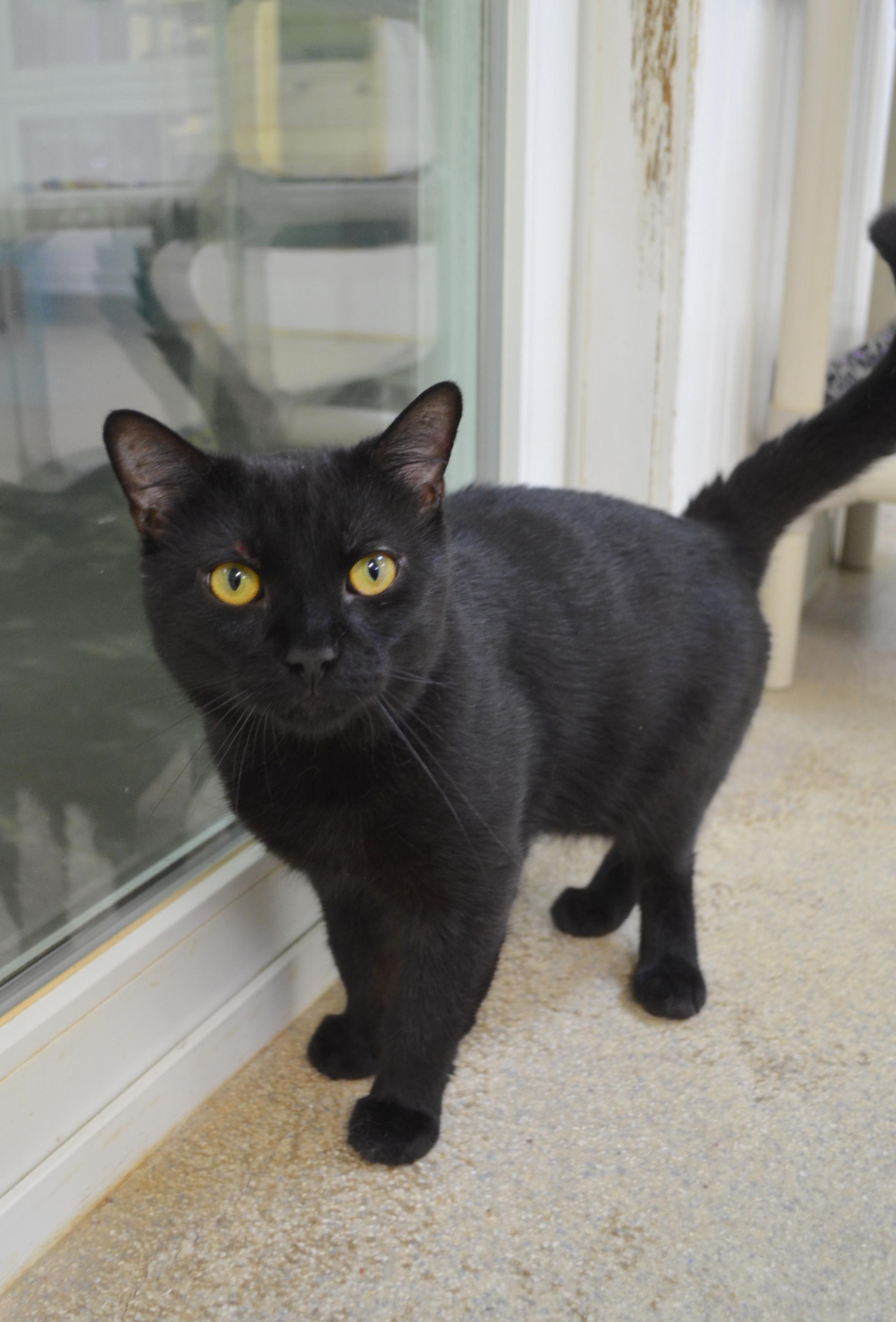 Fudgie, Adoptable, Adult Male Domestic Short Hair.