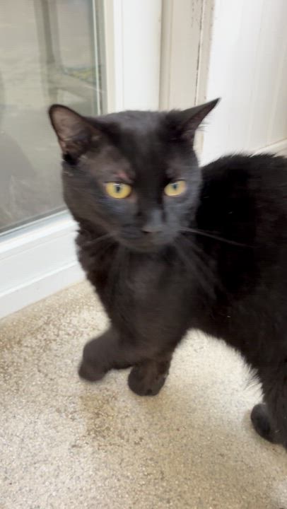 Enlarge Fudgie, a Adoptable Domestic Short Hair in Westbrook, CT video 2/3