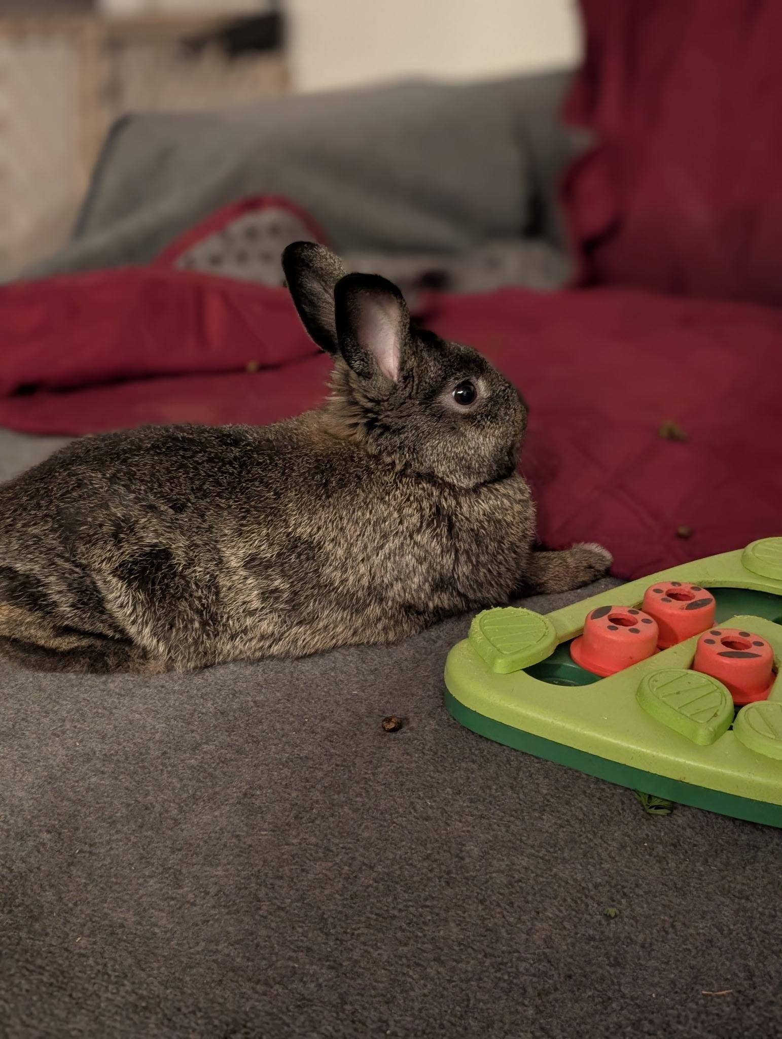 Enlarge Chocolate Chunk, a ADOPTABLE American in CARNATION, WA image 2/5