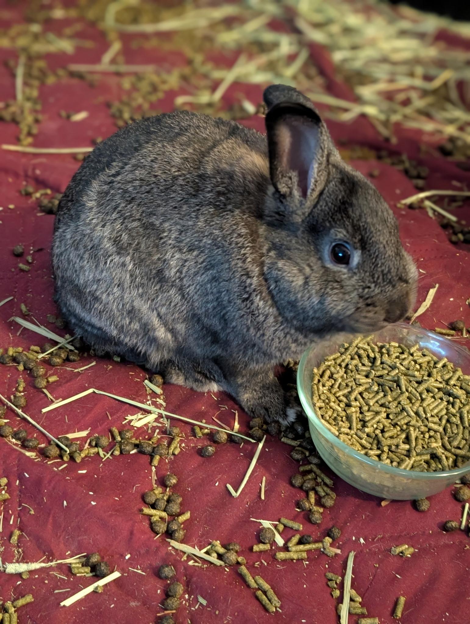 Enlarge Chocolate Chunk, a ADOPTABLE American in CARNATION, WA image 1/5