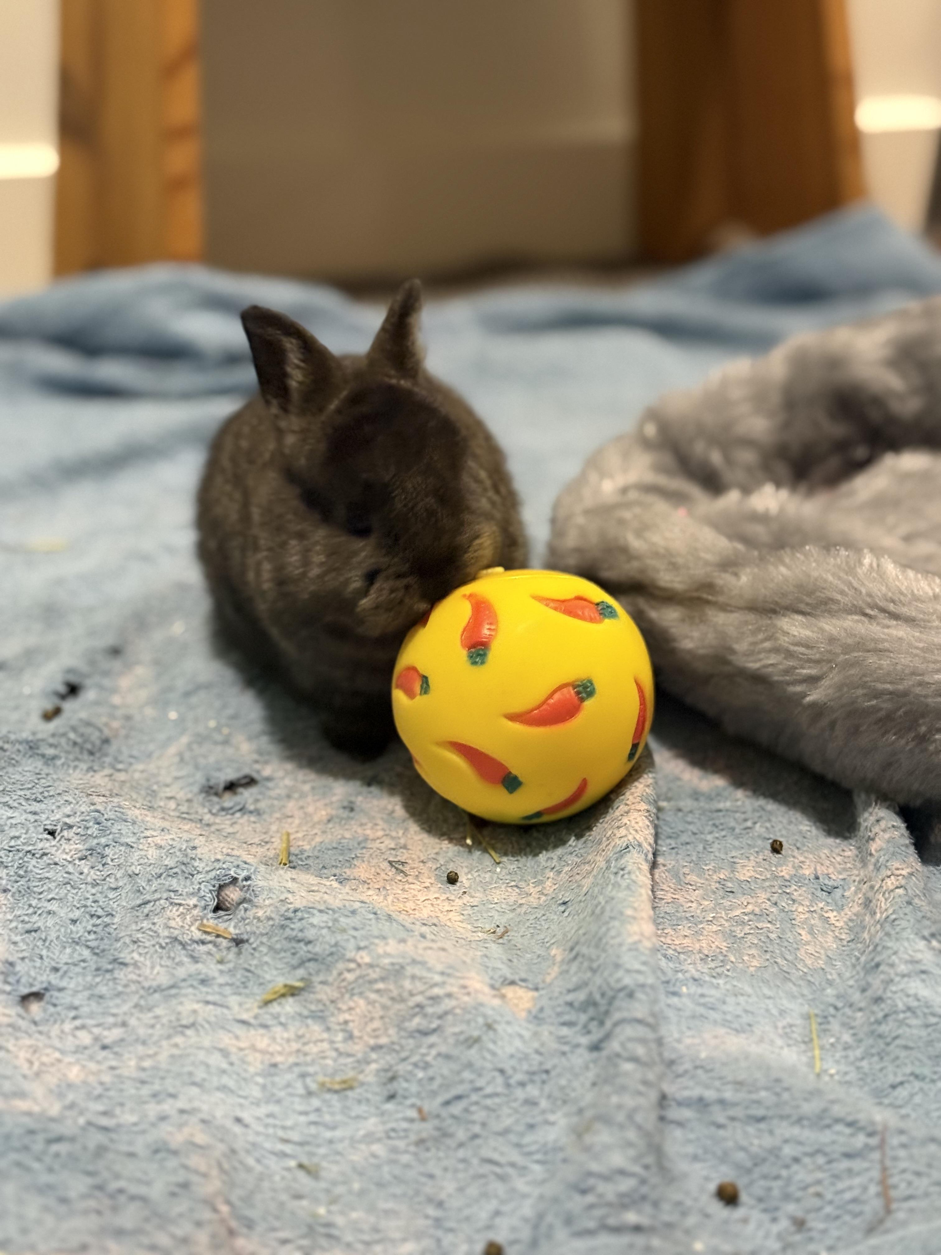 Enlarge Chocolate Chunk, a ADOPTABLE American in CARNATION, WA image 3/5