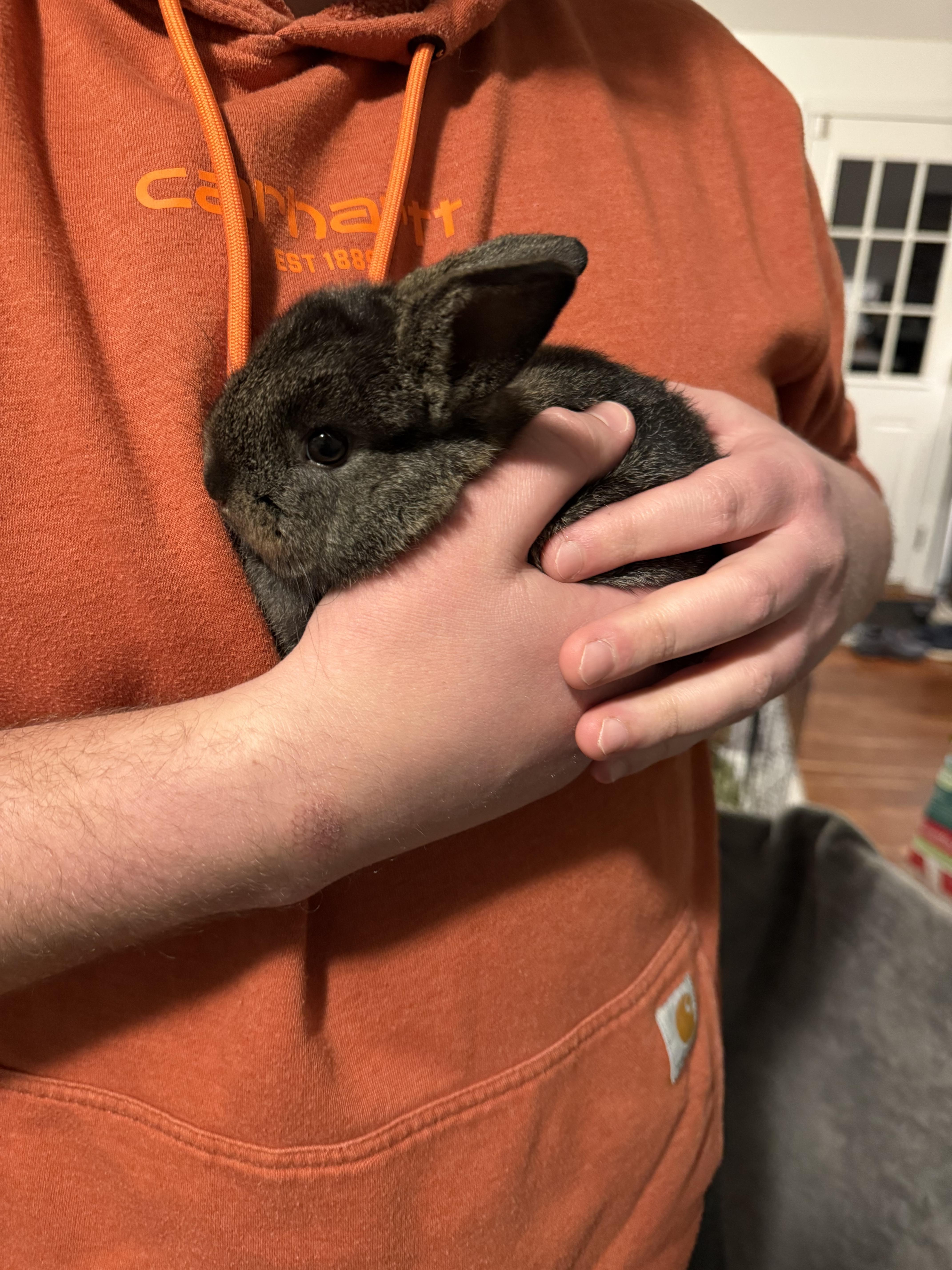 Enlarge Chocolate Chunk, a ADOPTABLE American in CARNATION, WA image 5/5