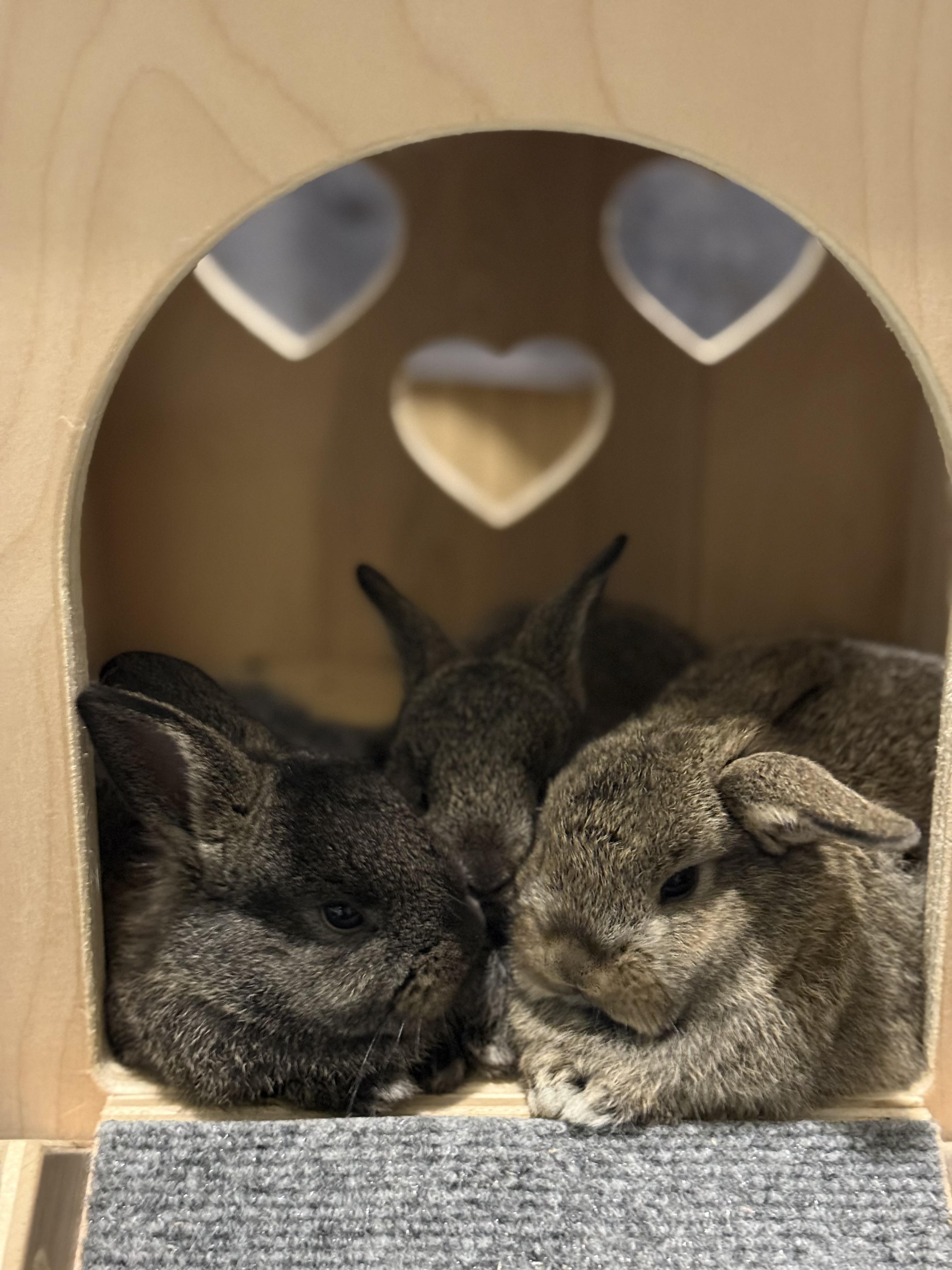 Enlarge Chocolate Chunk, a ADOPTABLE American in CARNATION, WA image 4/5