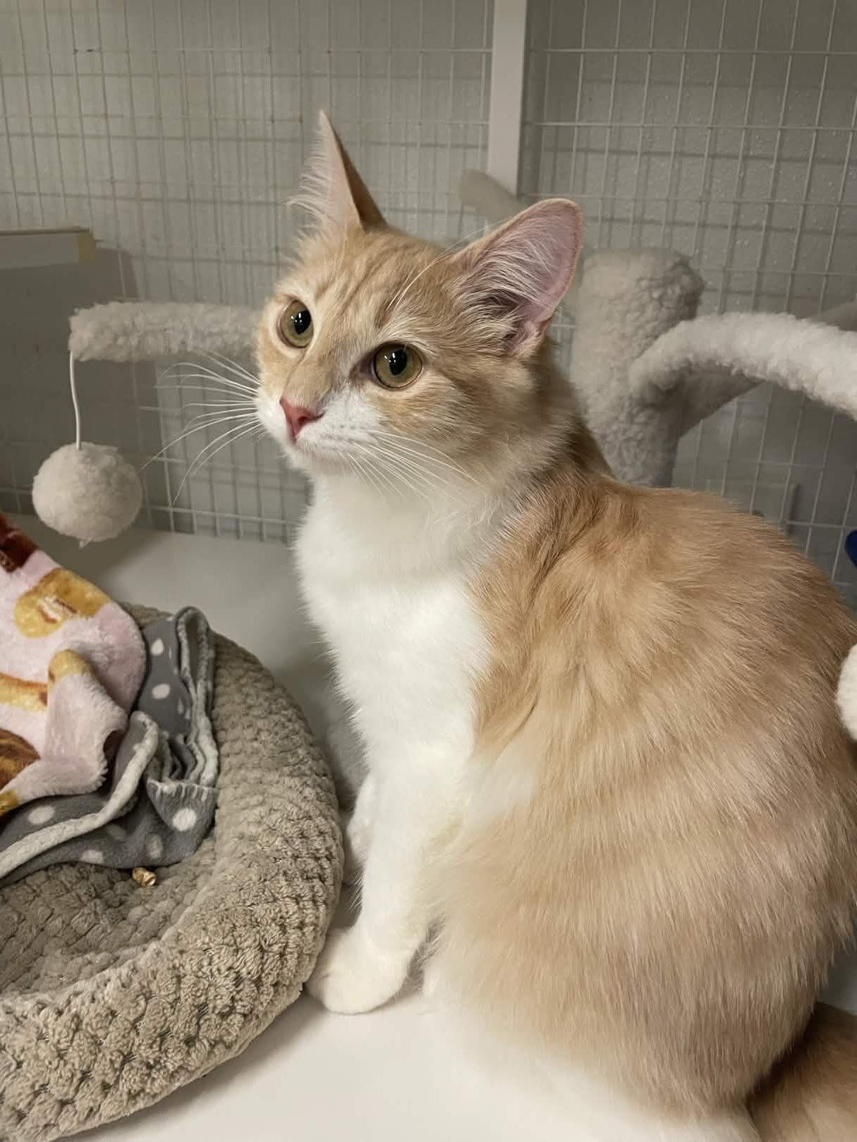 Enlarge Lavagirl, a Adoptable Domestic Medium Hair in San Luis Obispo, CA image 4/5