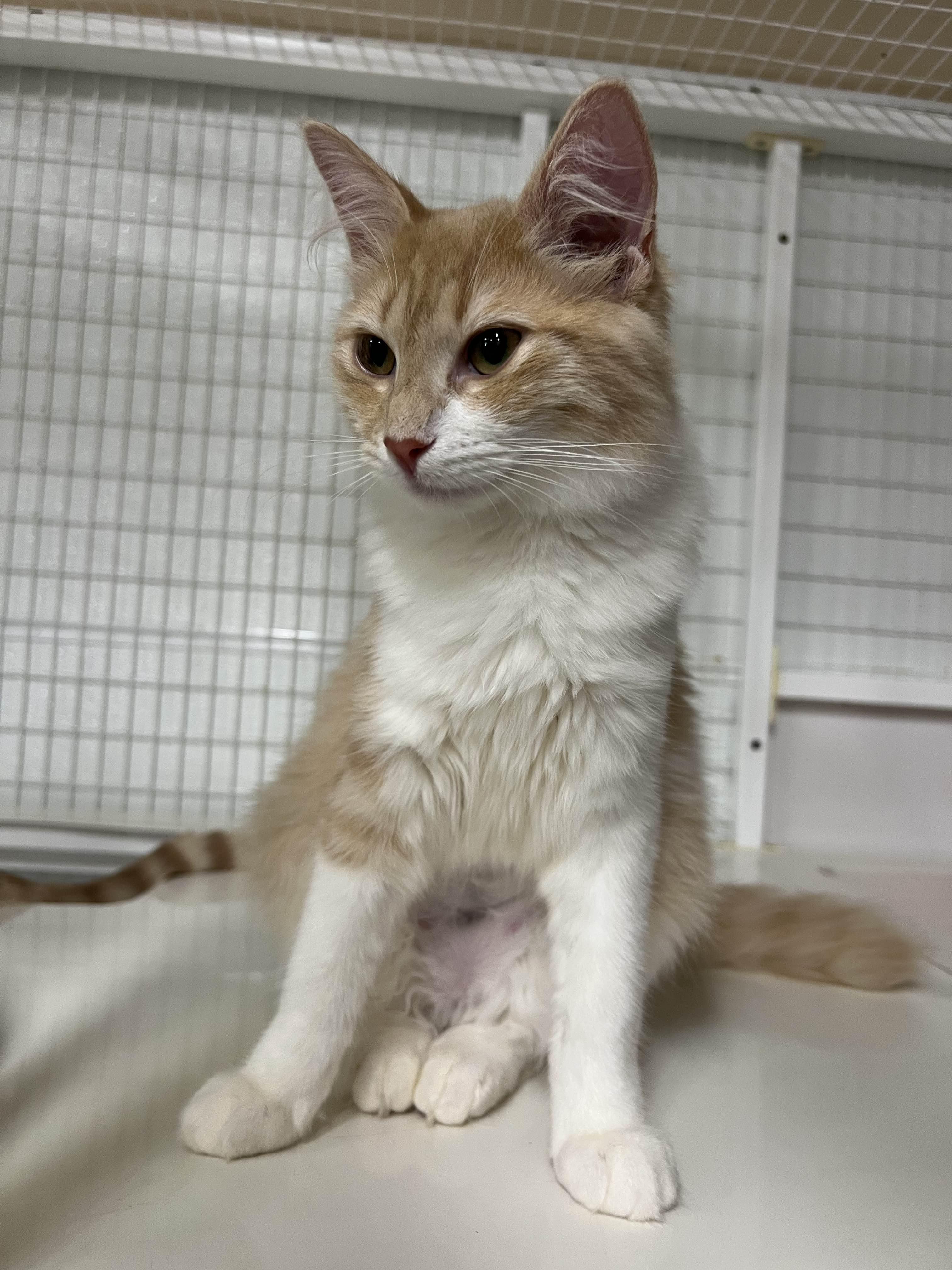 Enlarge Lavagirl, a Adoptable Domestic Medium Hair in San Luis Obispo, CA image 3/5