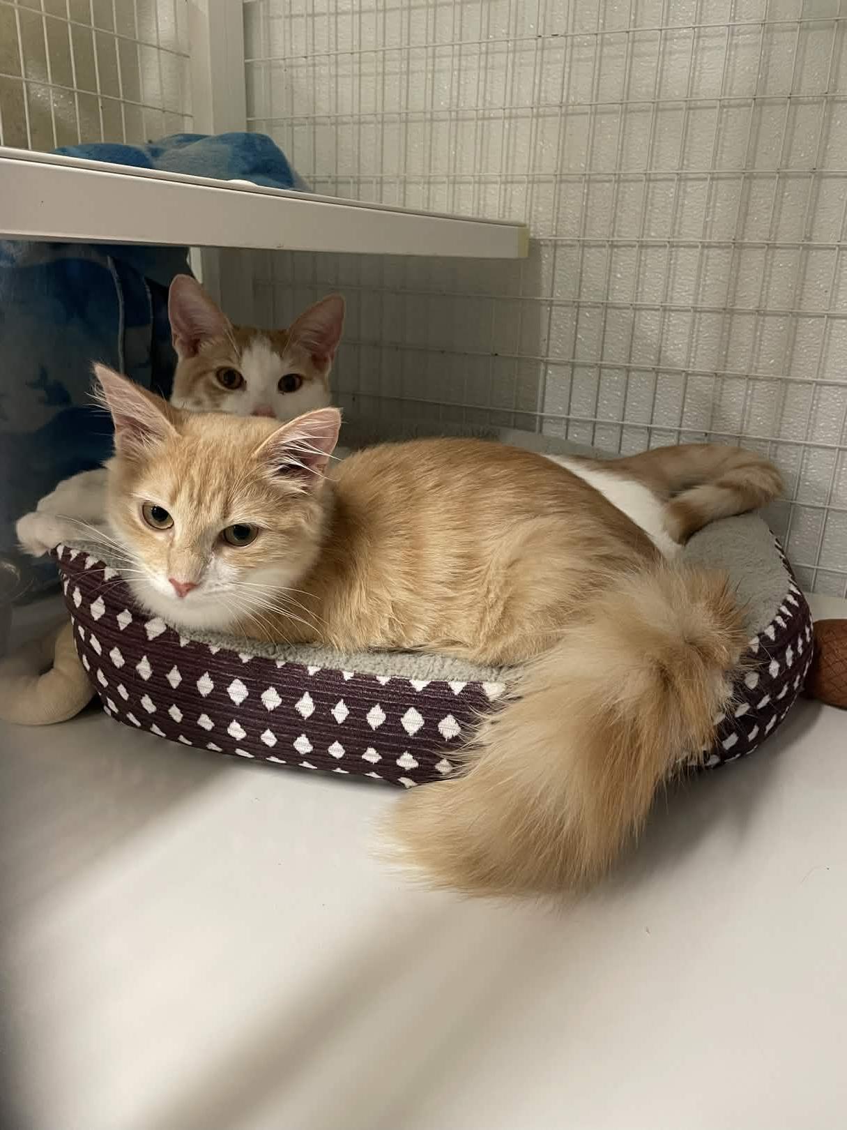 Enlarge Lavagirl, a Adoptable Domestic Medium Hair in San Luis Obispo, CA image 5/5