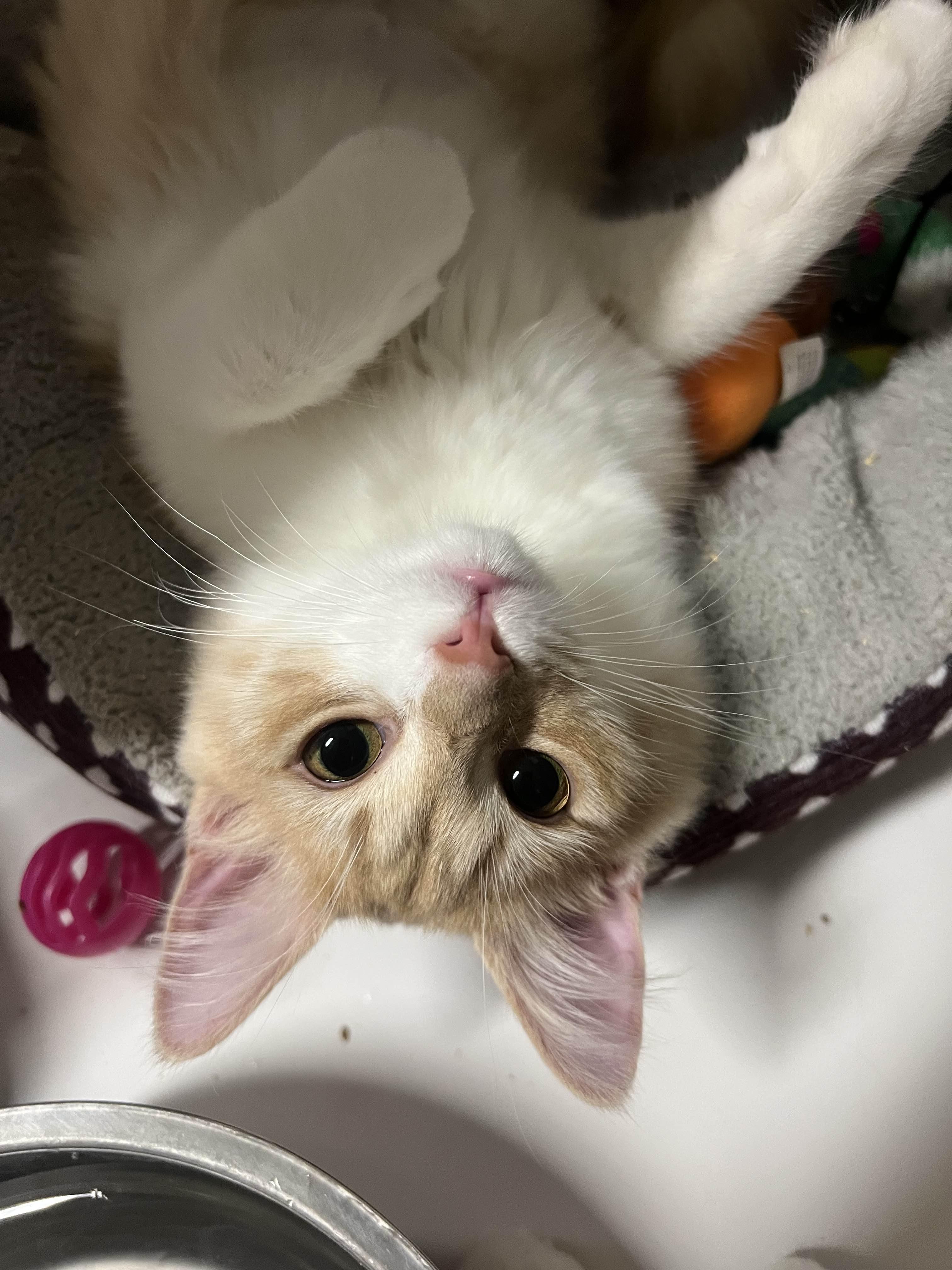 Enlarge Lavagirl, a Adoptable Domestic Medium Hair in San Luis Obispo, CA image 2/5