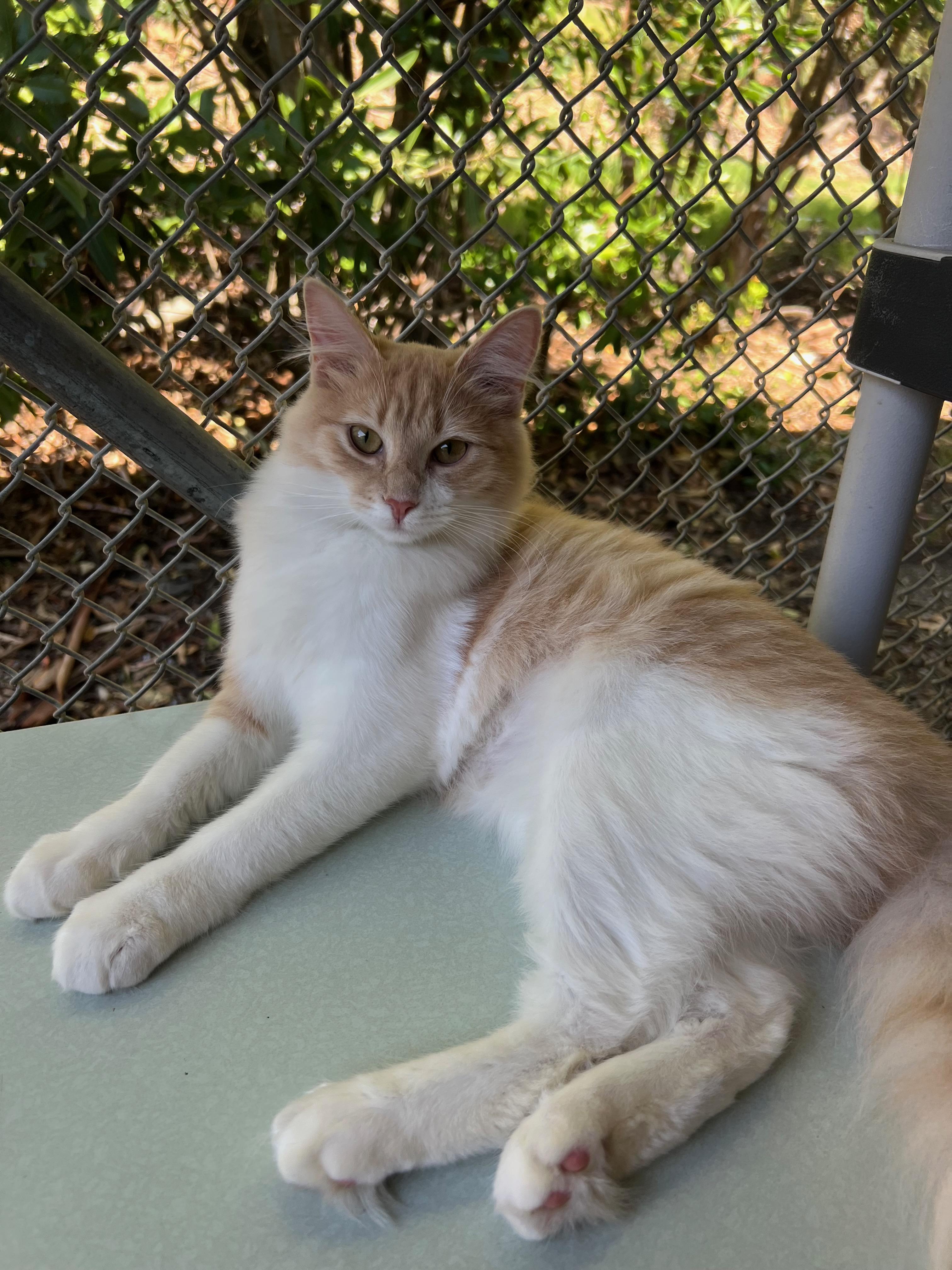 Enlarge Lavagirl, a Adoptable Domestic Medium Hair in San Luis Obispo, CA image 1/5