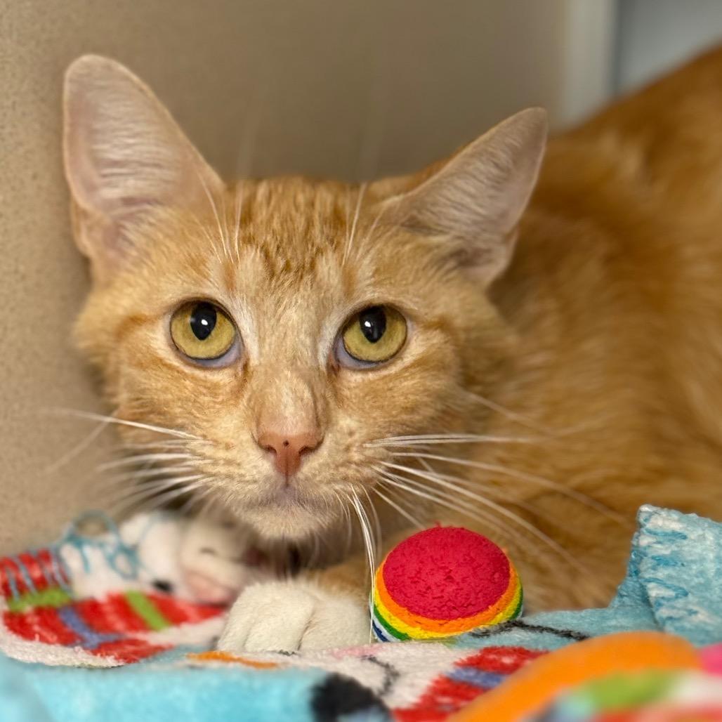 Ellison — thumbnail 3