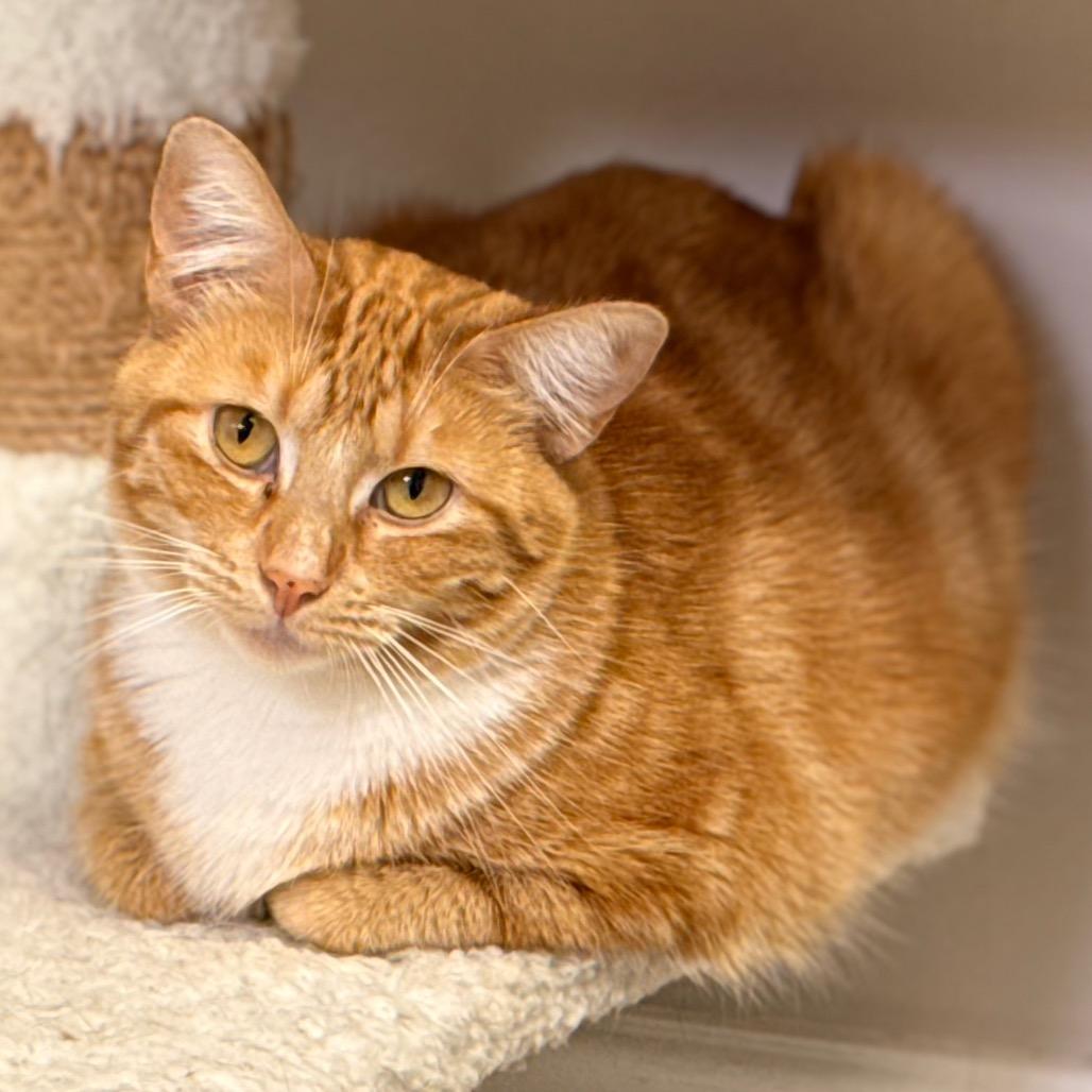 Ellison — thumbnail 4