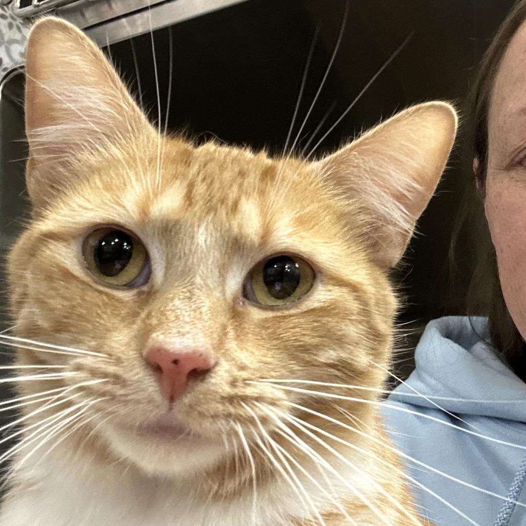 Ellison — thumbnail 5