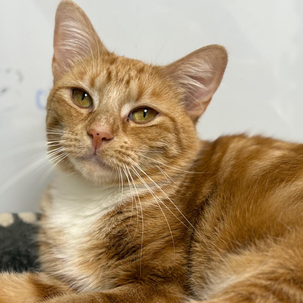 Ellison — thumbnail 6