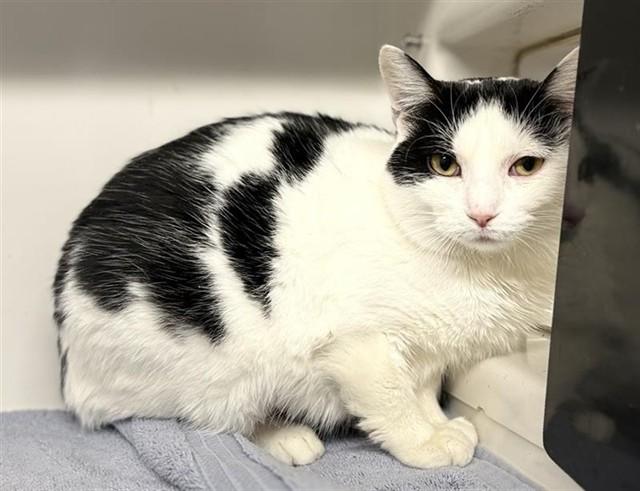 Enlarge ELLFIE, a Adoptable Domestic Short Hair in Saint Louis, MO image 1/1