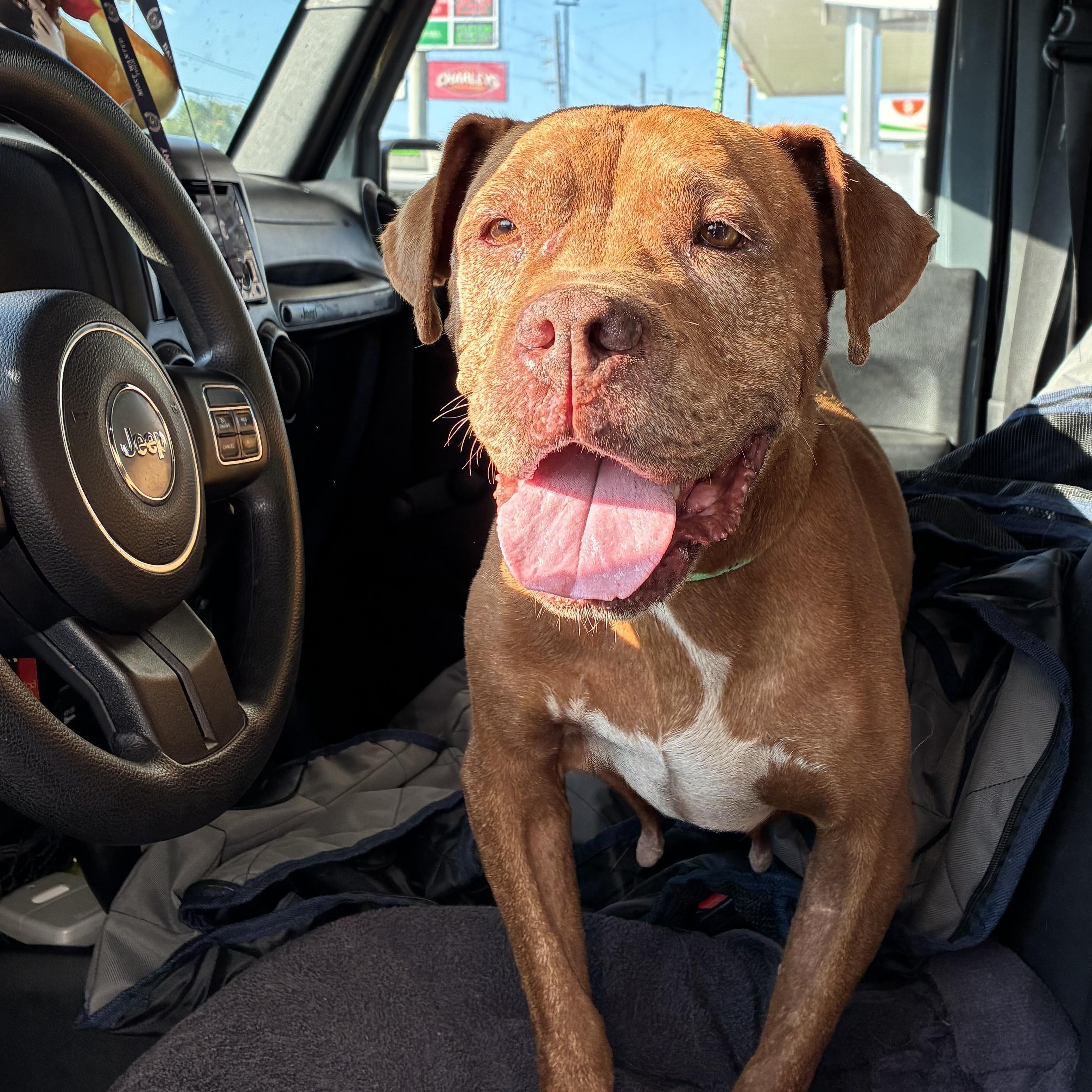 Cider — thumbnail 2