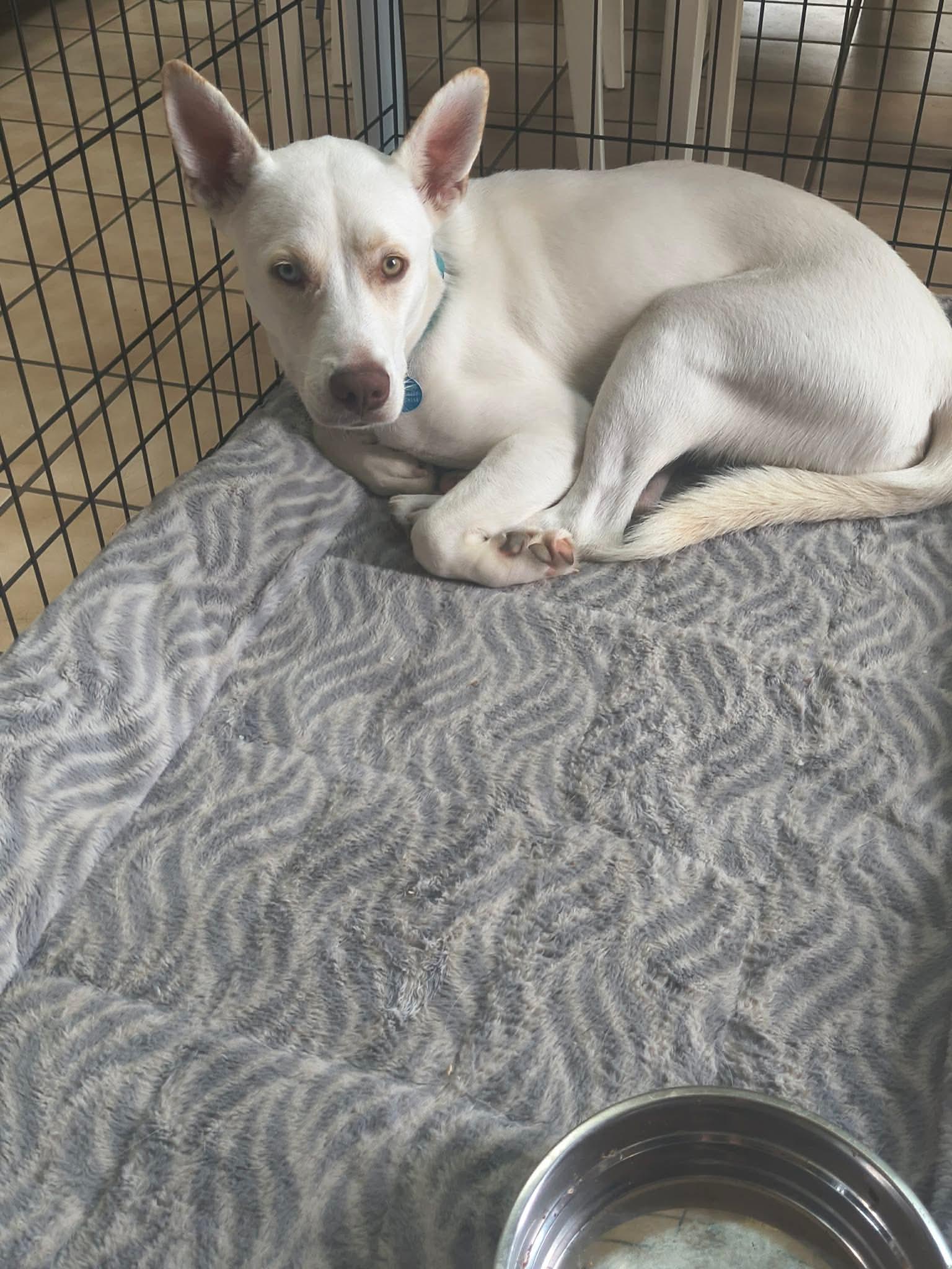 Enlarge Gunner, a Adoptable mixed breed in Madison, VA image 3/3
