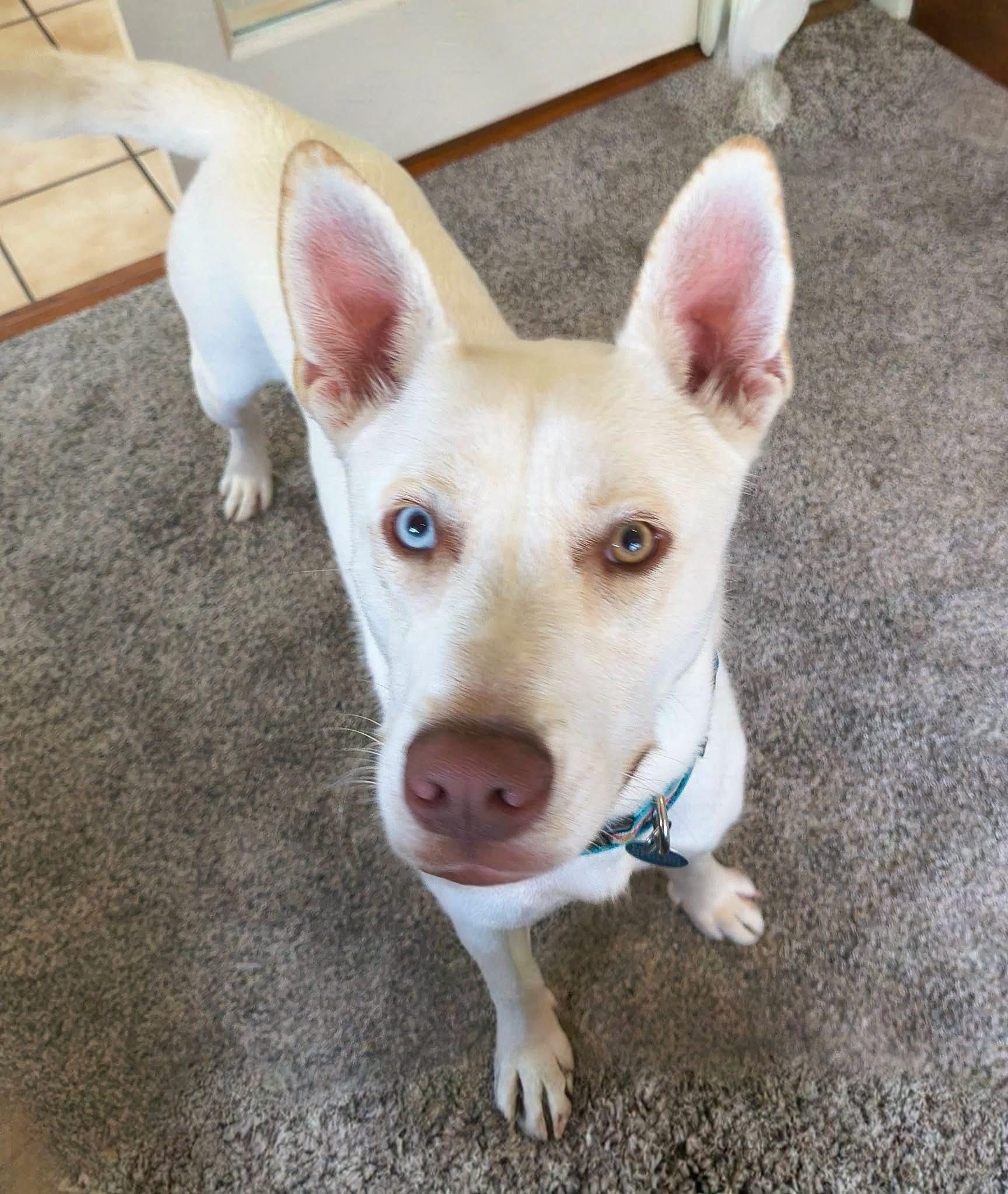 Gunner, Adoptable, Young Male Siberian Husky.