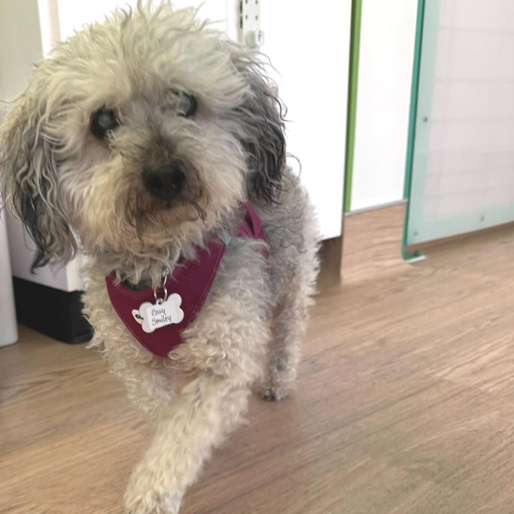 Guy Smiley 13711, Adoptable, Senior Male Poodle.