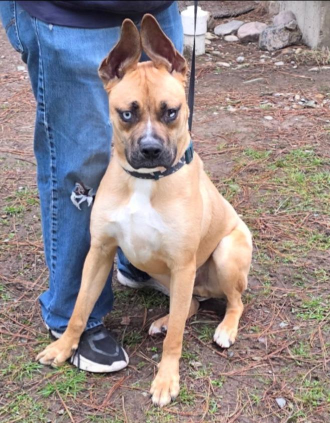 Gunther, Adoptable, Young Male Boxer.