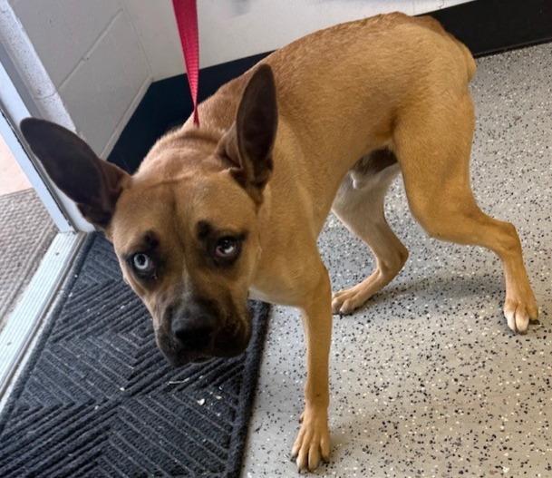 Enlarge Gunther, a Adoptable Boxer in Thompson Falls, MT image 2/4