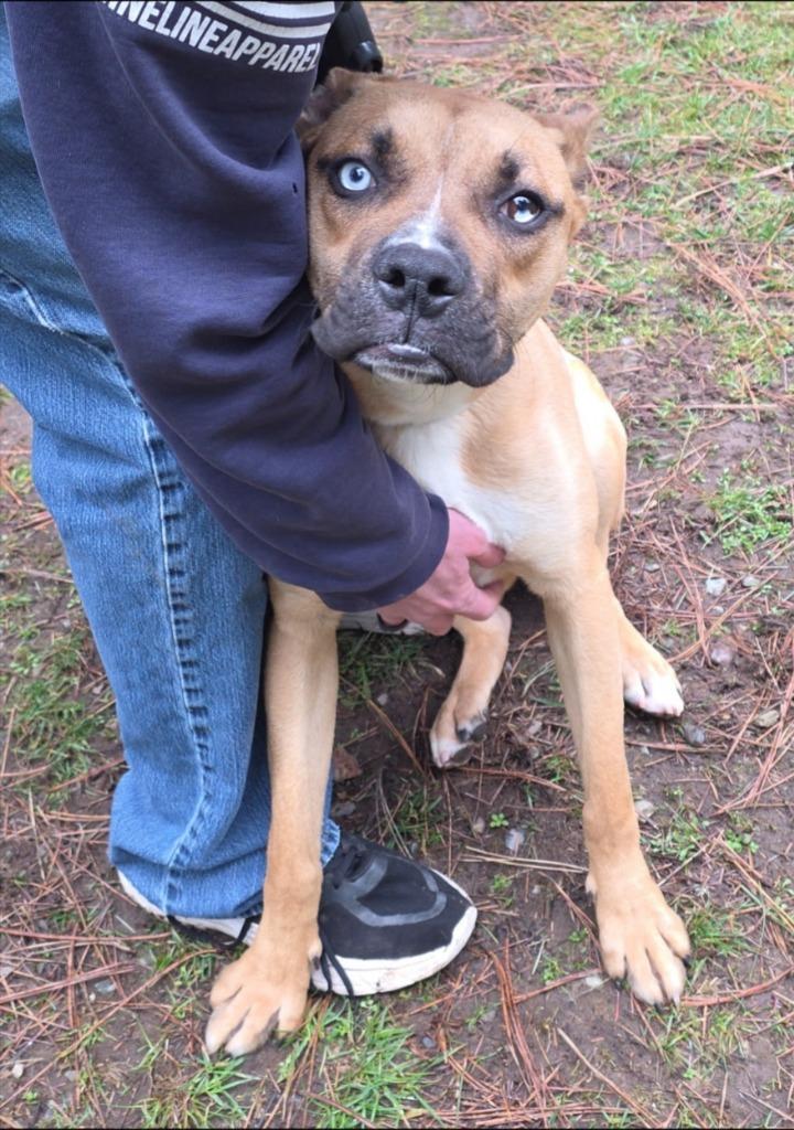 Enlarge Gunther, a Adoptable Boxer in Thompson Falls, MT image 3/4